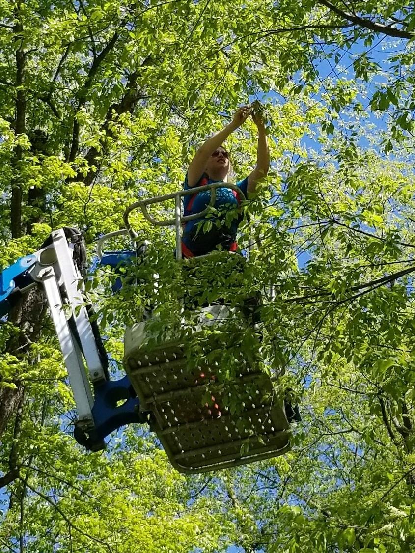 Penn State study on pollinators of black cherry