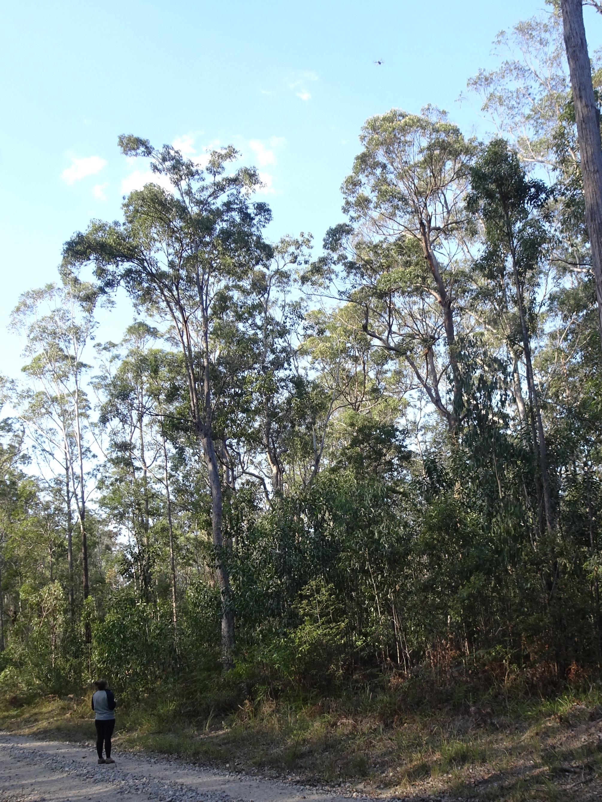 Kelsee Baranowski flying a Mavic 2 Pro Drone over a flowering Eucalyptus tree