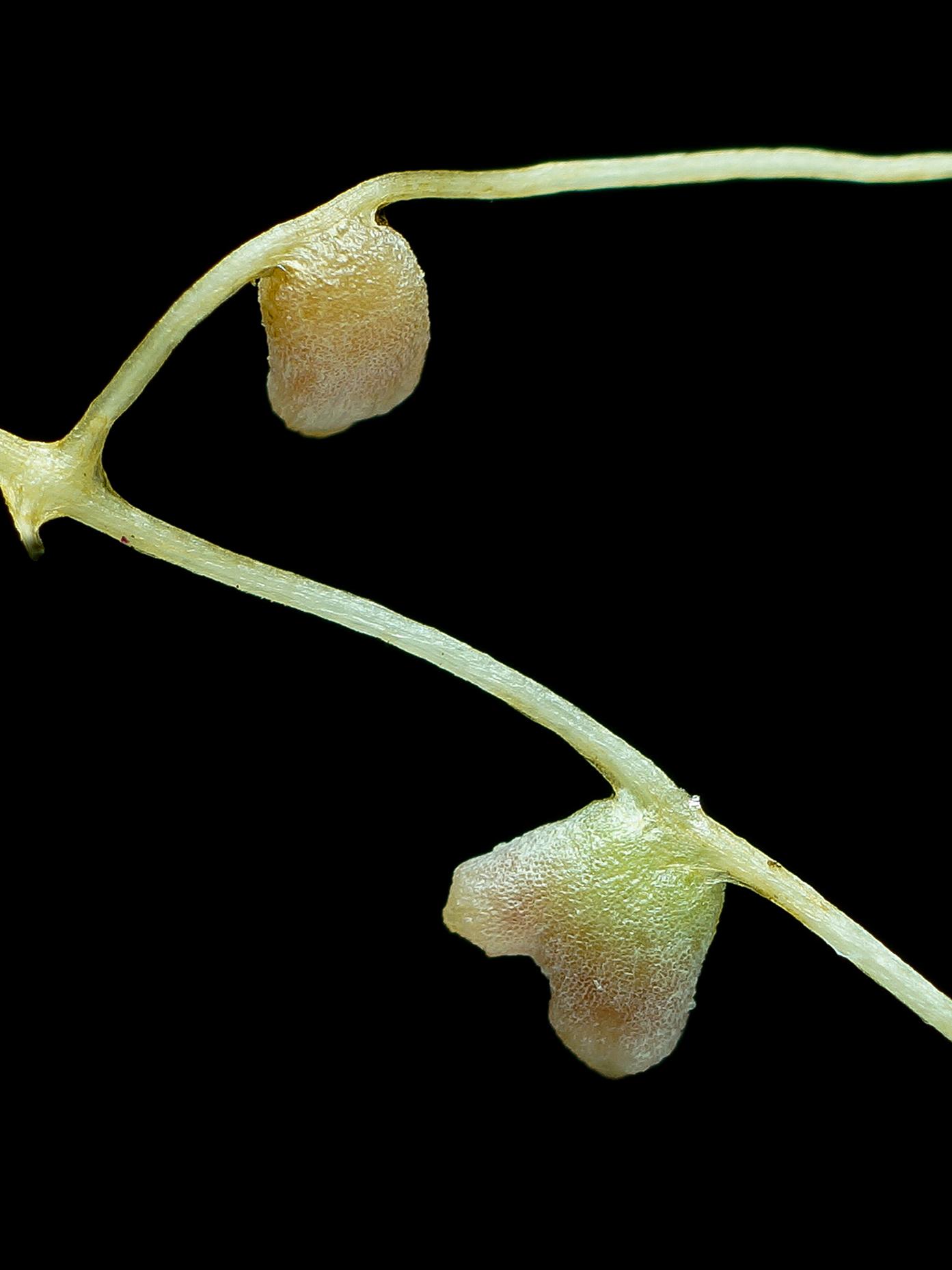 close up of nodule