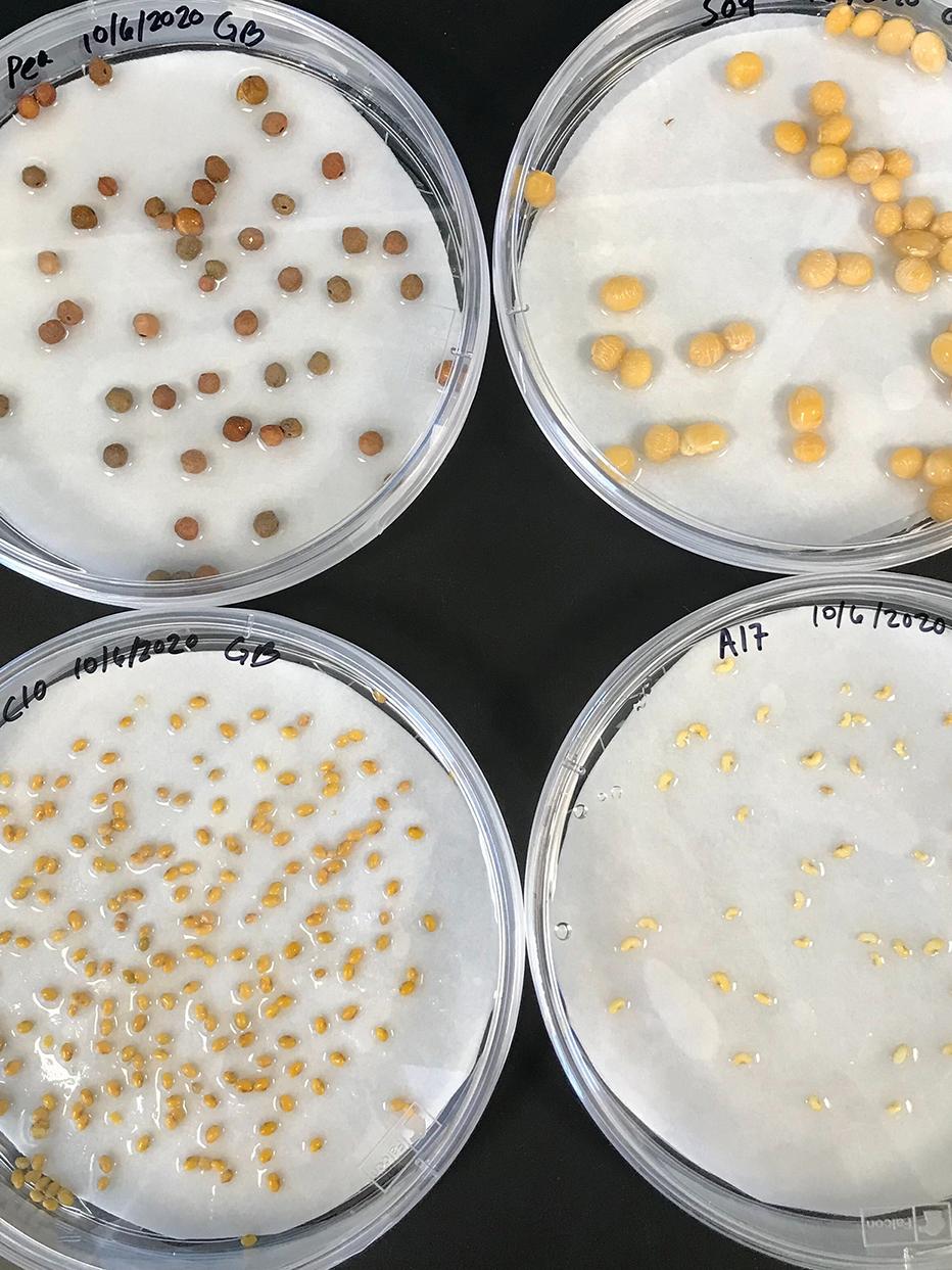 legume seeds