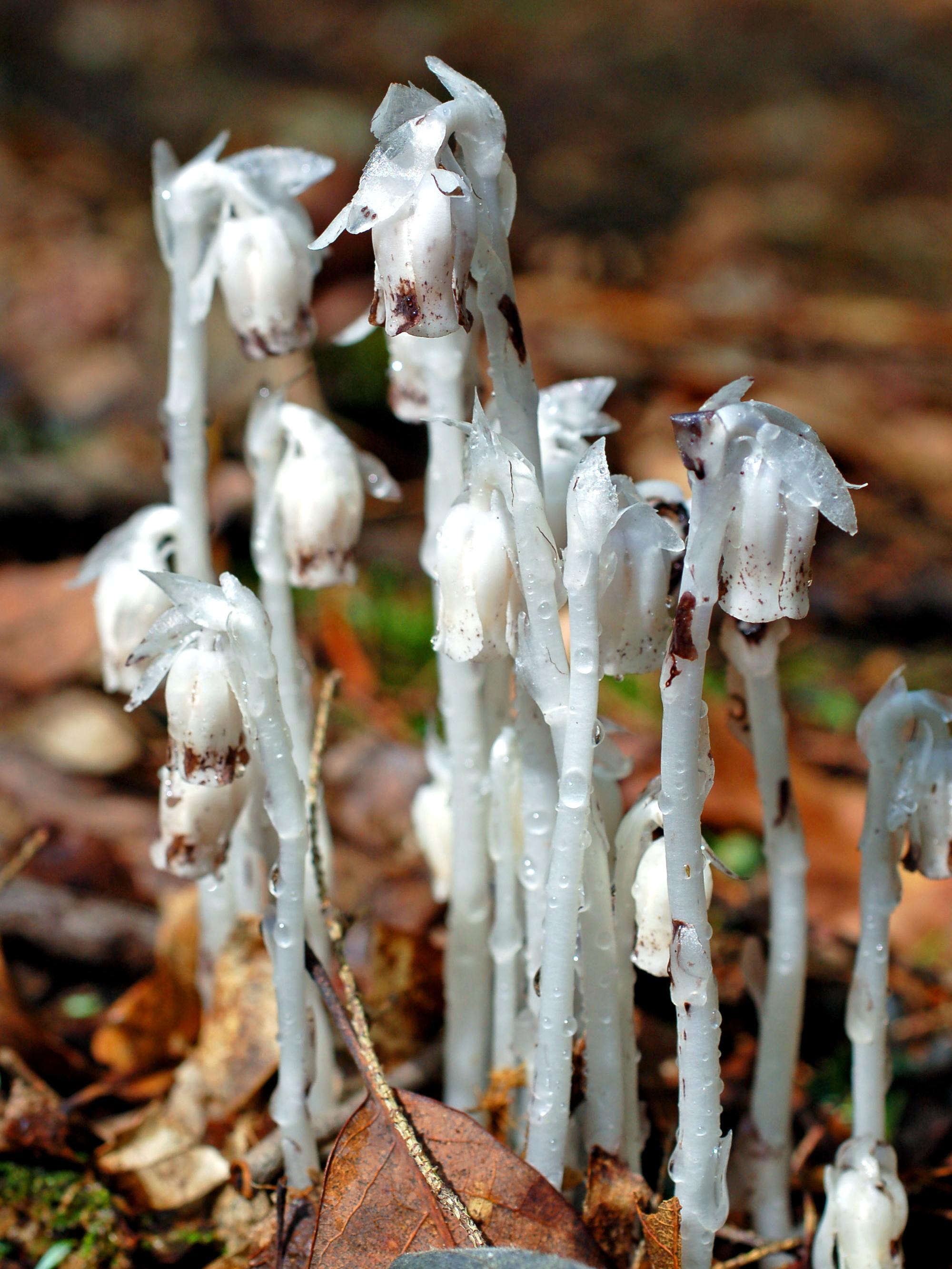 Indian pipe