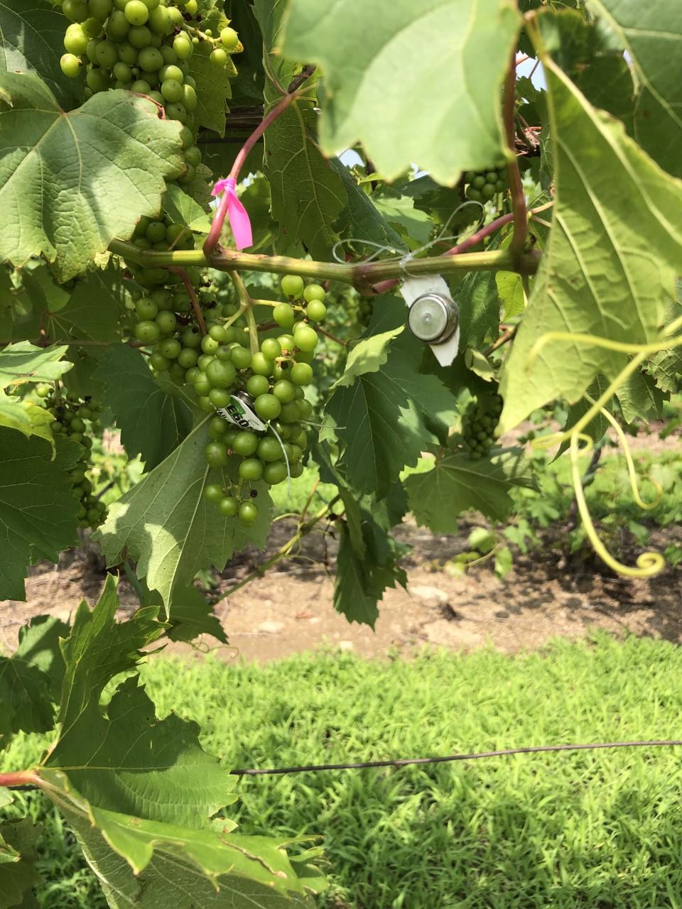 grapes and gizmos