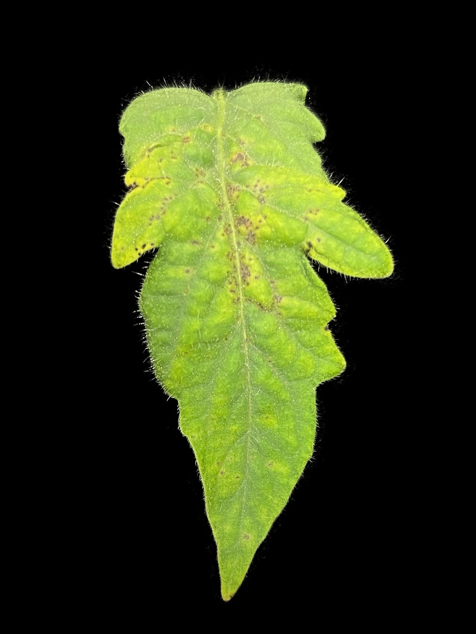 lesions on plant