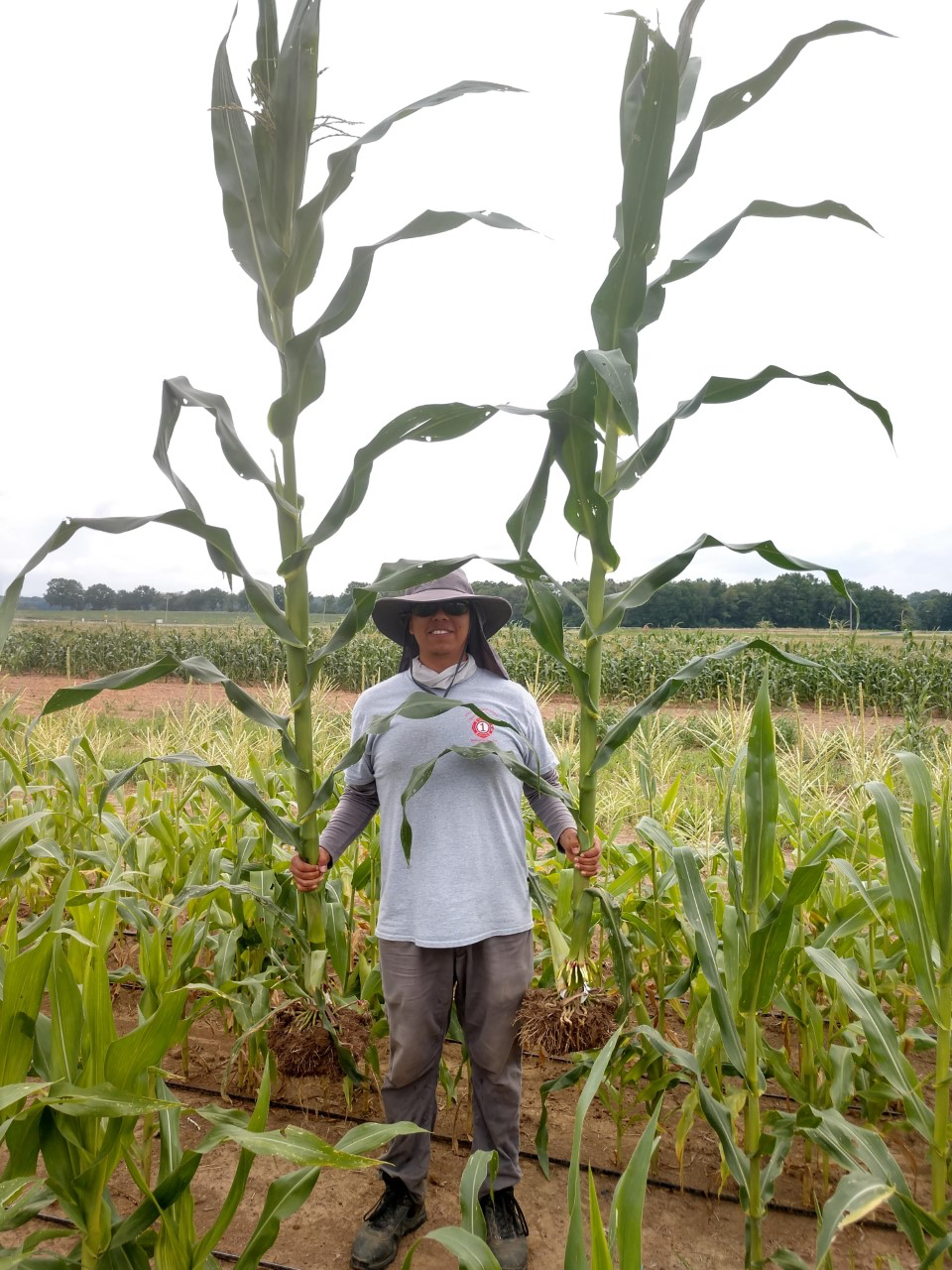 corn guy
