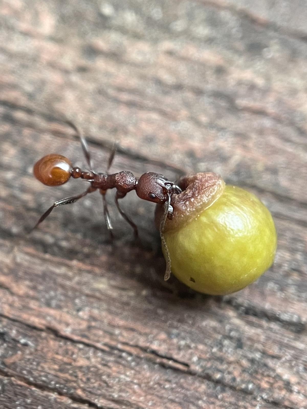 Ant dragging gall