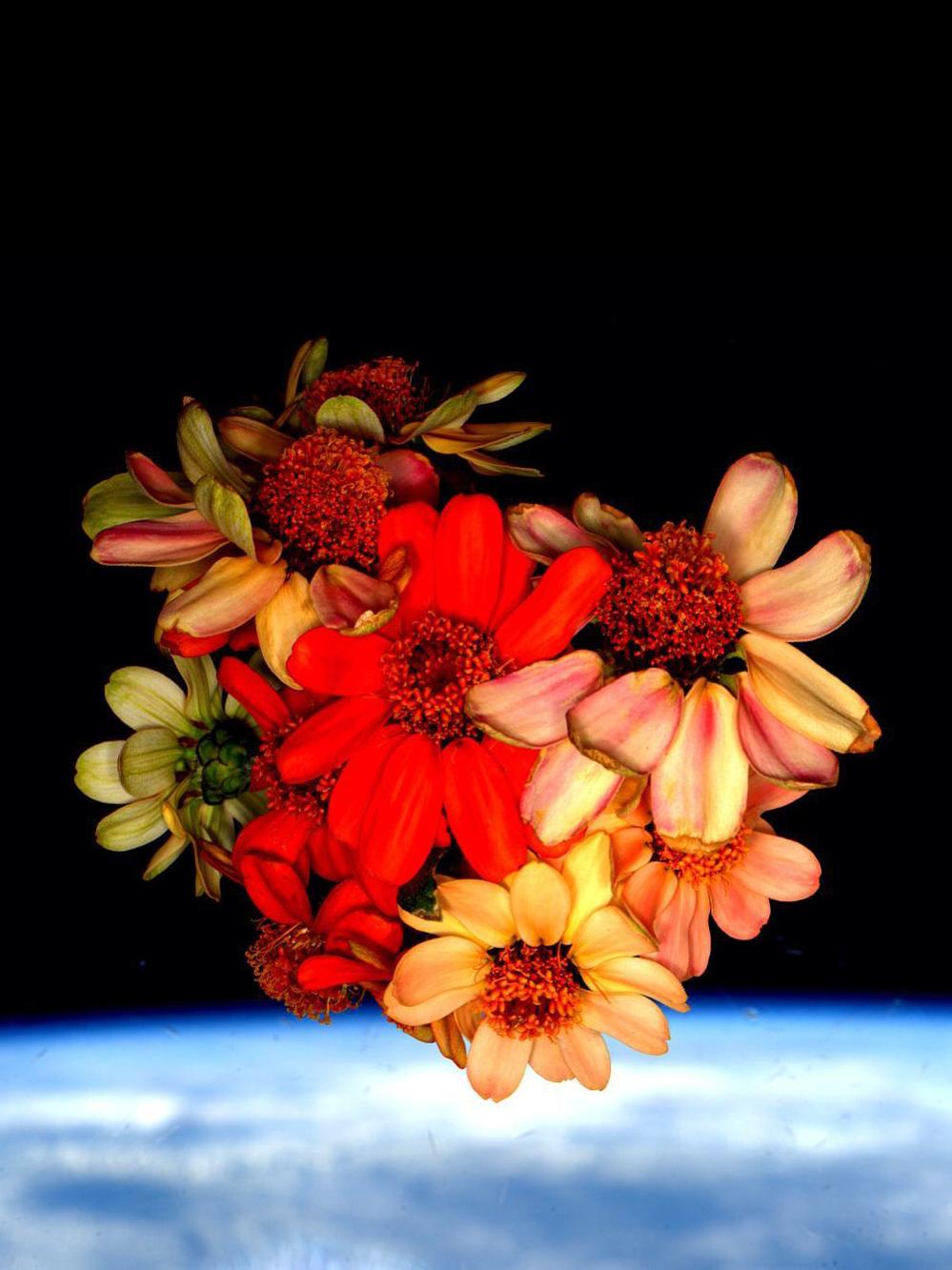 A bouquet of zinnias with Earth in the background taken by Astronaut Scott Kelly