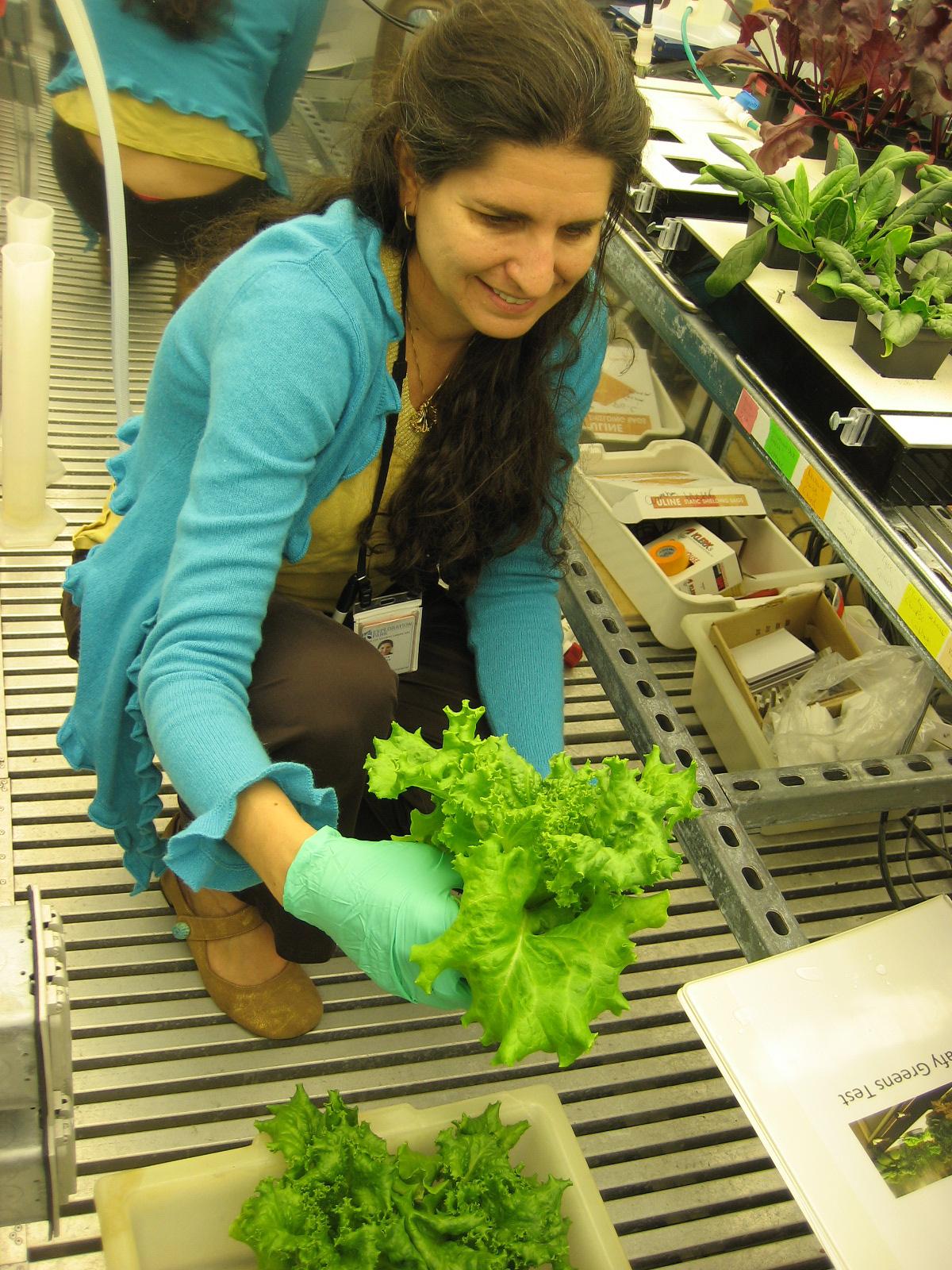 Dr. Gioia Massa harvests Waldmann’s leaf lettuce in March 2014.