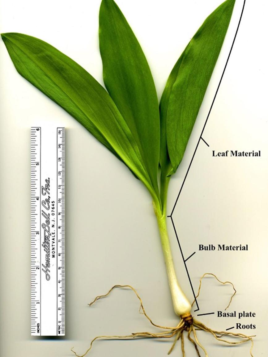 showing plant parts