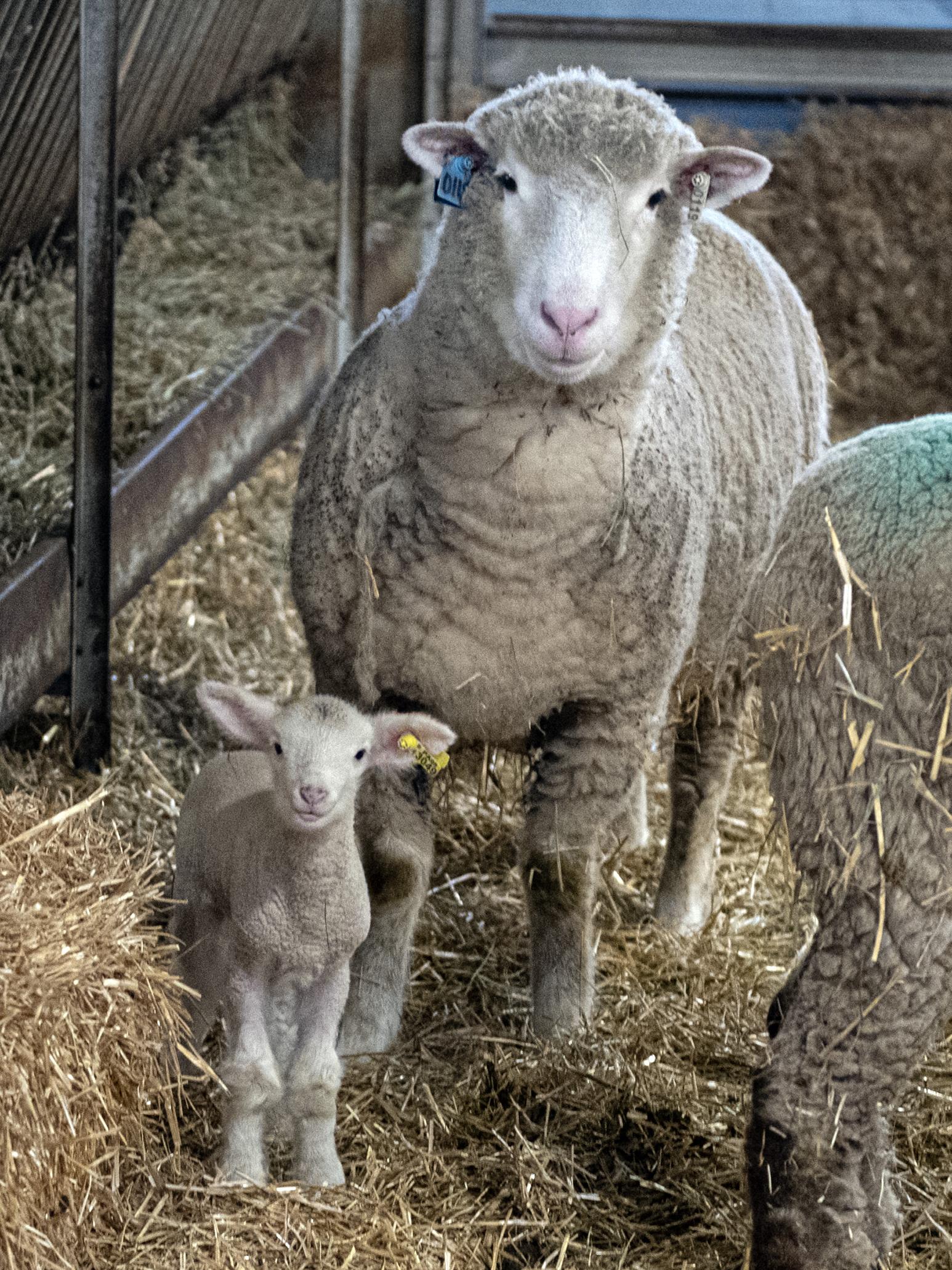 ewe with her lamb