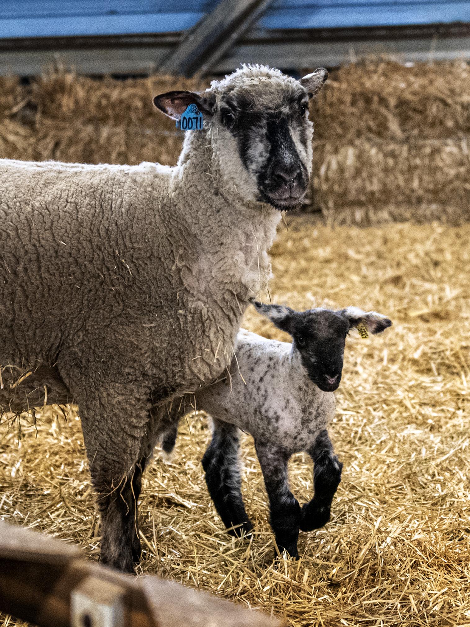 black and white faced ewe with lamb standing on a floor covered with straw