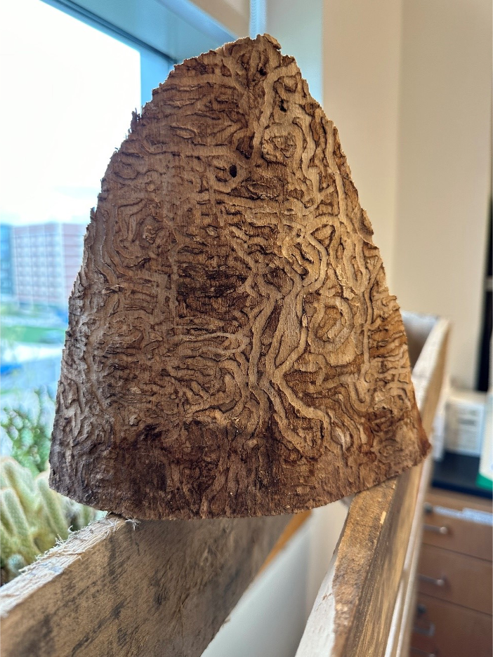 An Emerald Ash Borer feeding gallery within a section of ash wood 