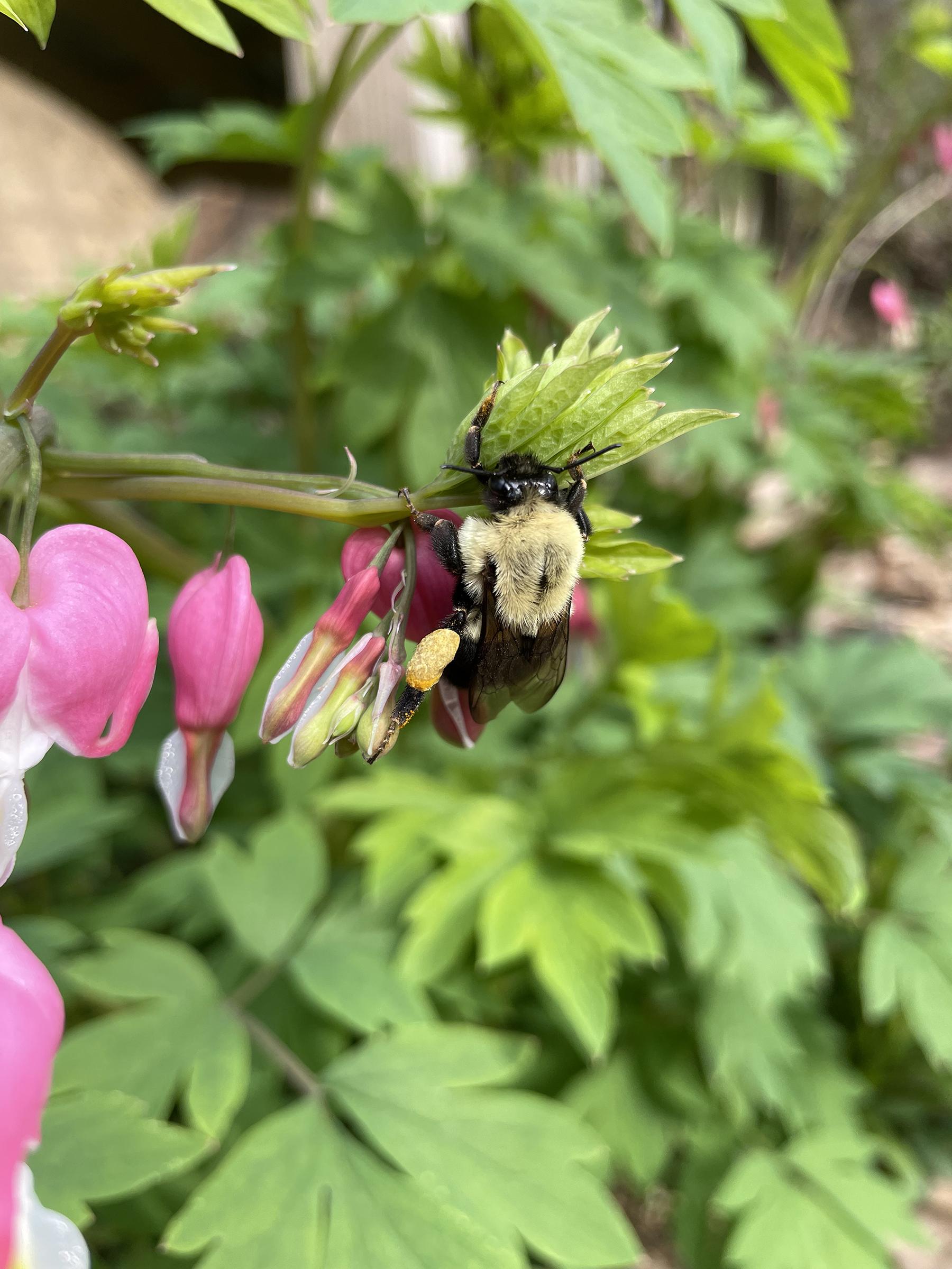 big bee on flower