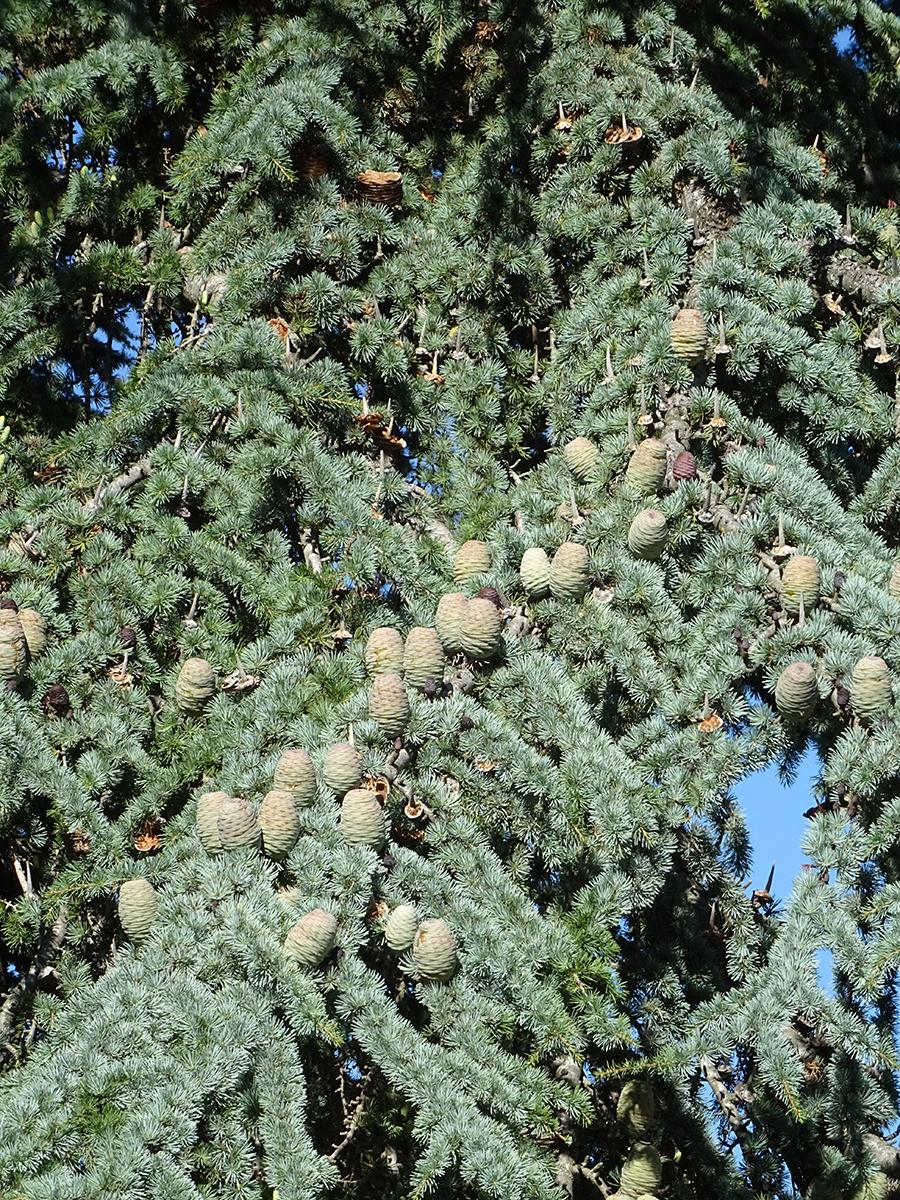 Atlas cedar cones