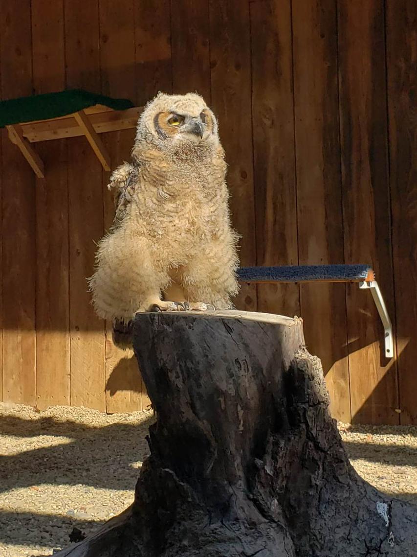 Fledgling owlet joins family of birds at Shaver's Creek