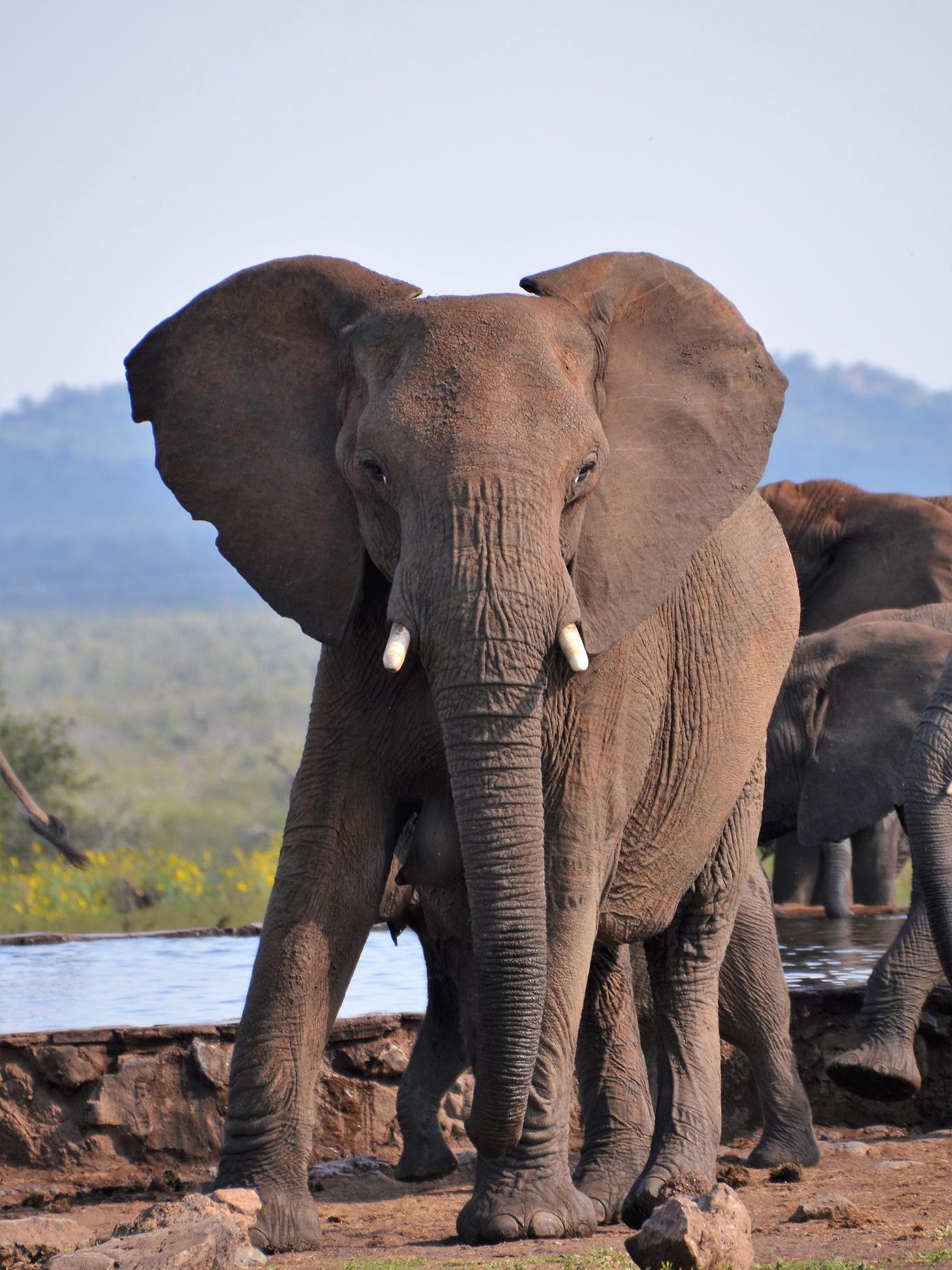 A herd of elephants in a wildlife protected area in Africa  