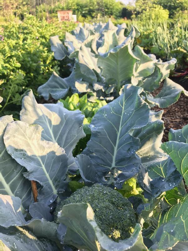 Broccoli growing in a garden