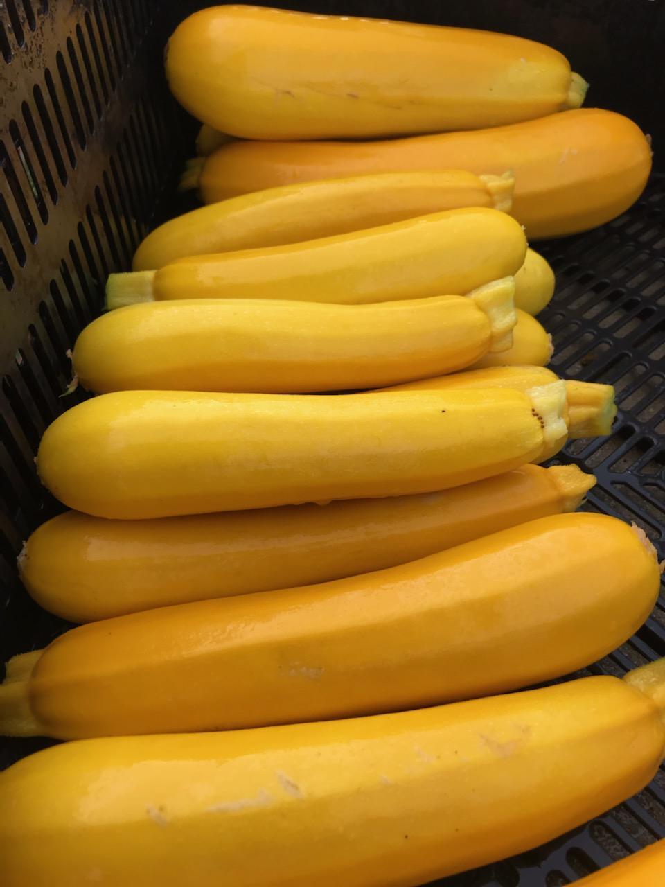 Yellow squash in a crate