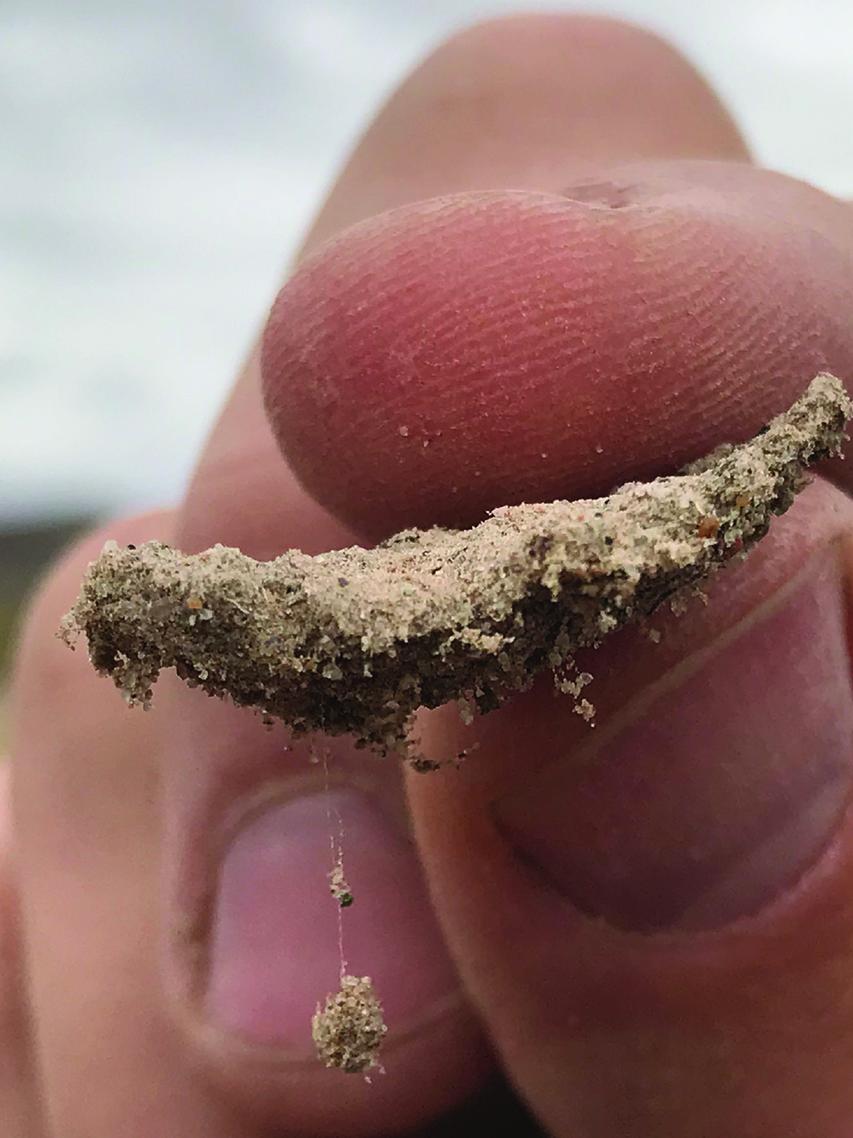 chunk of biocrust