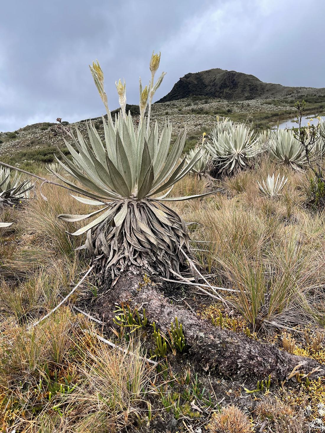flower in Paramos
