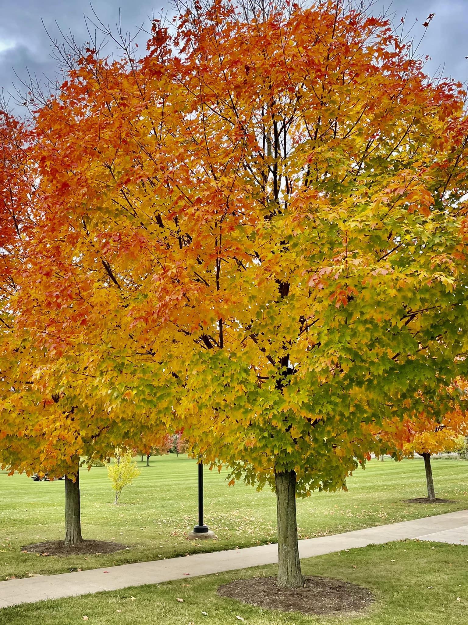 A tree displaying fall foliage colors of green, yellow, orange and red
