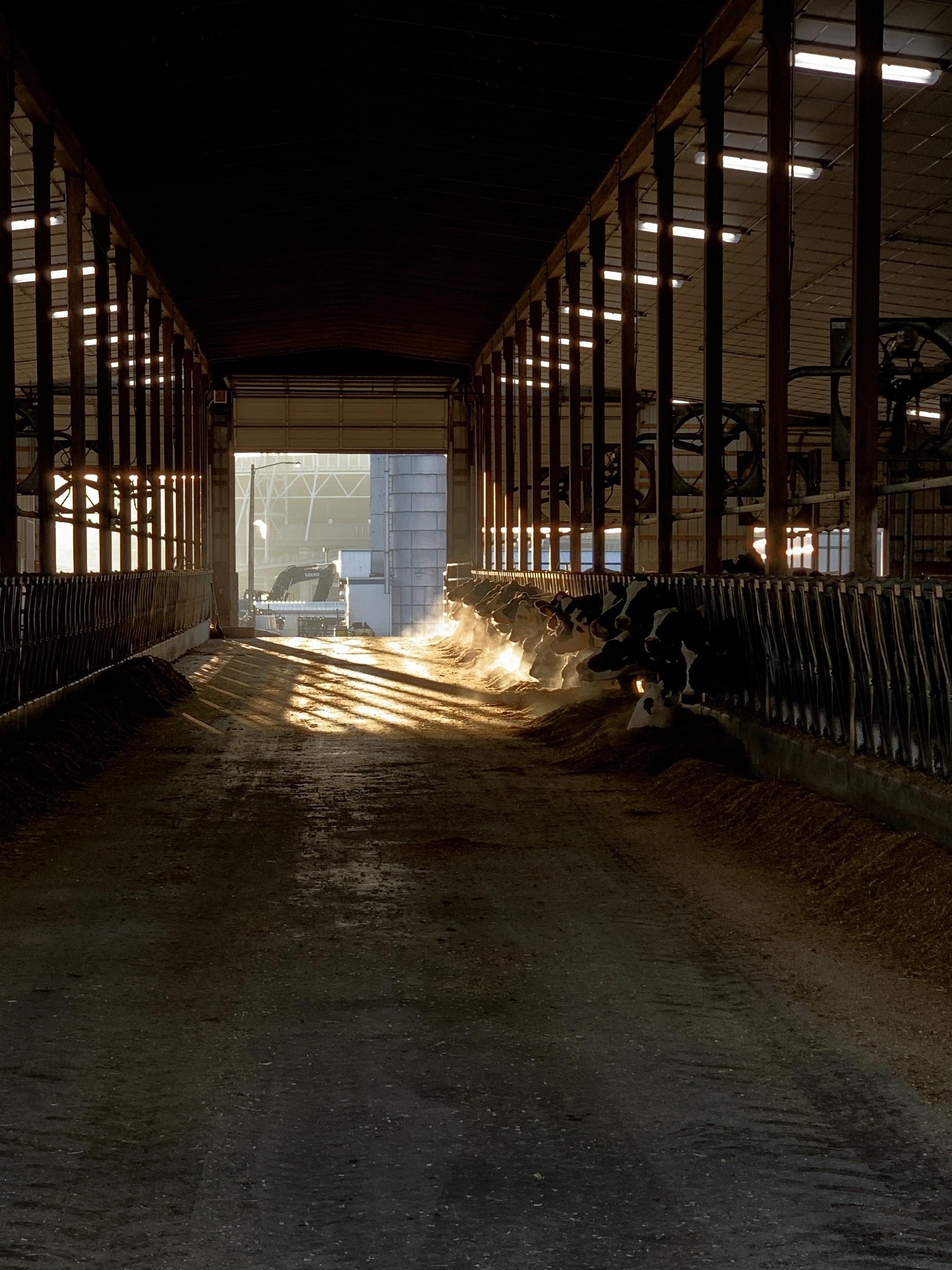 A picture of cows' heads as they eat their feed in the dairy barn.