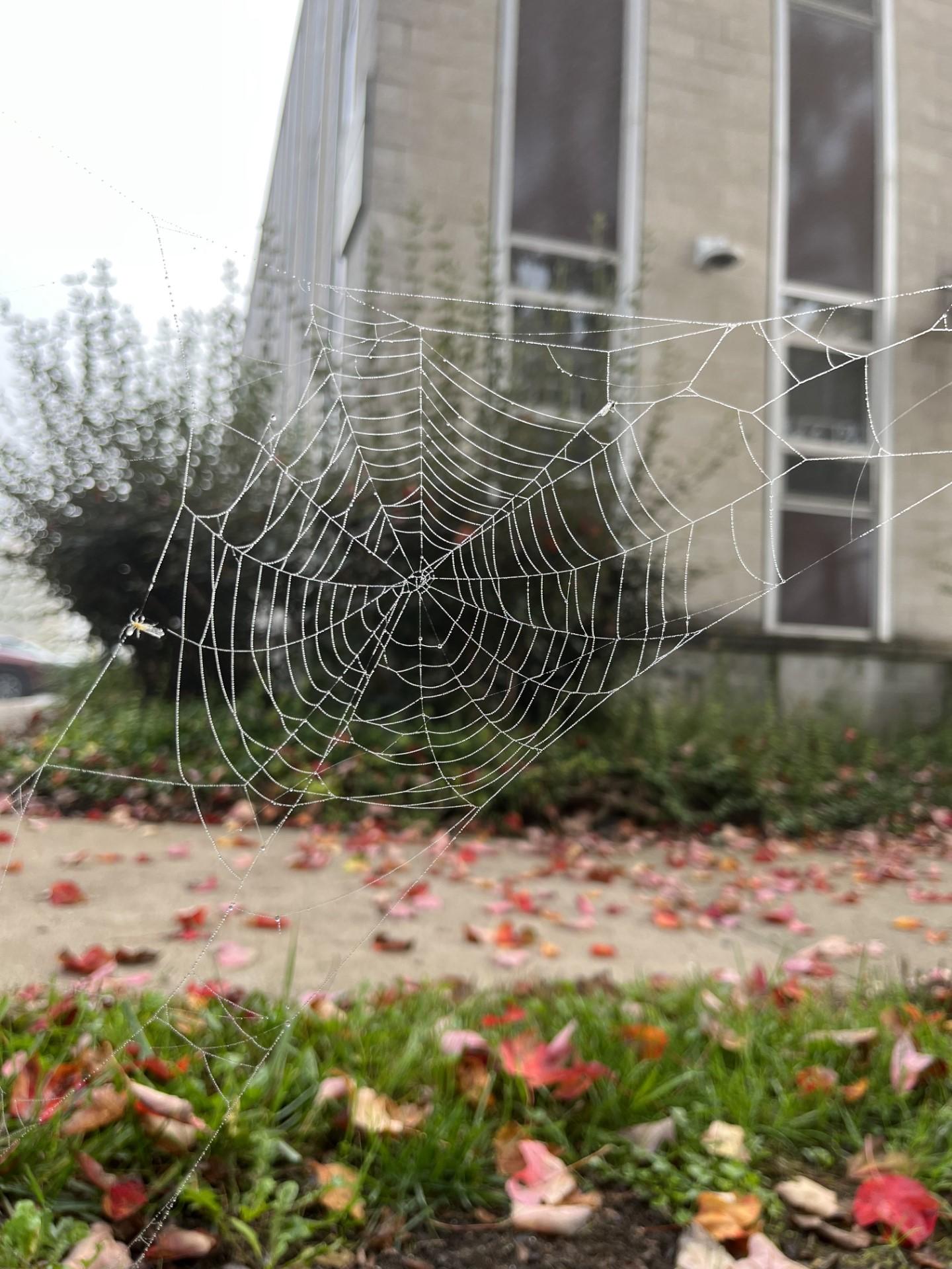 A close up shot of a spider web, with leaves on the ground beneath it.