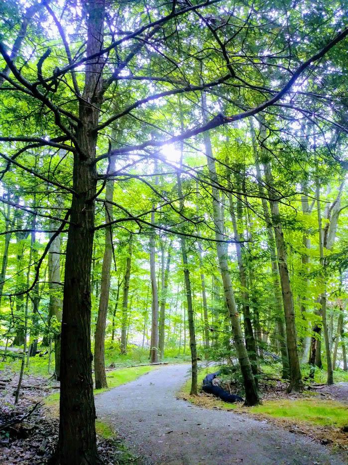 A walkway passes through towering trees