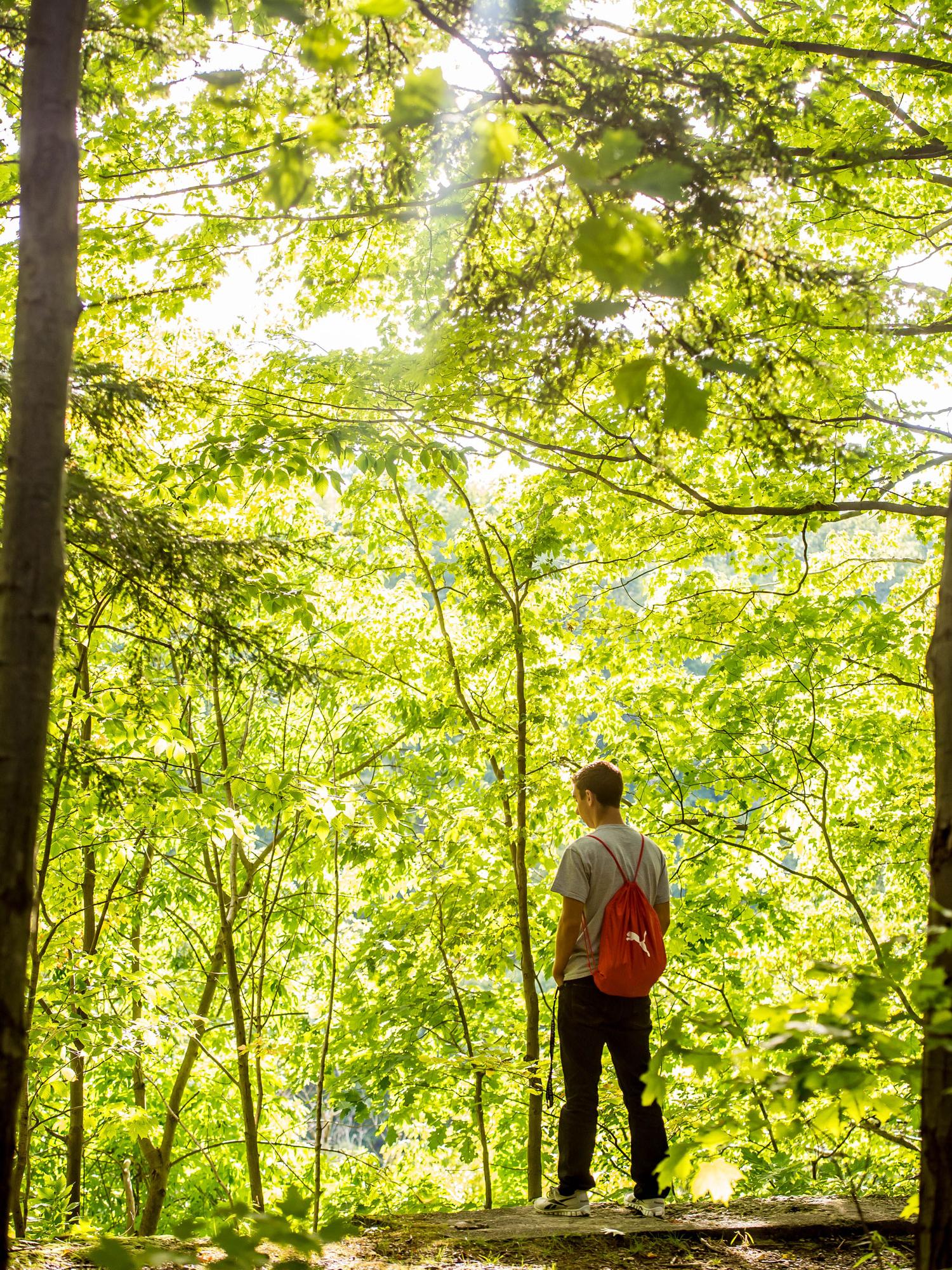Someone stands beneath tall yellow trees
