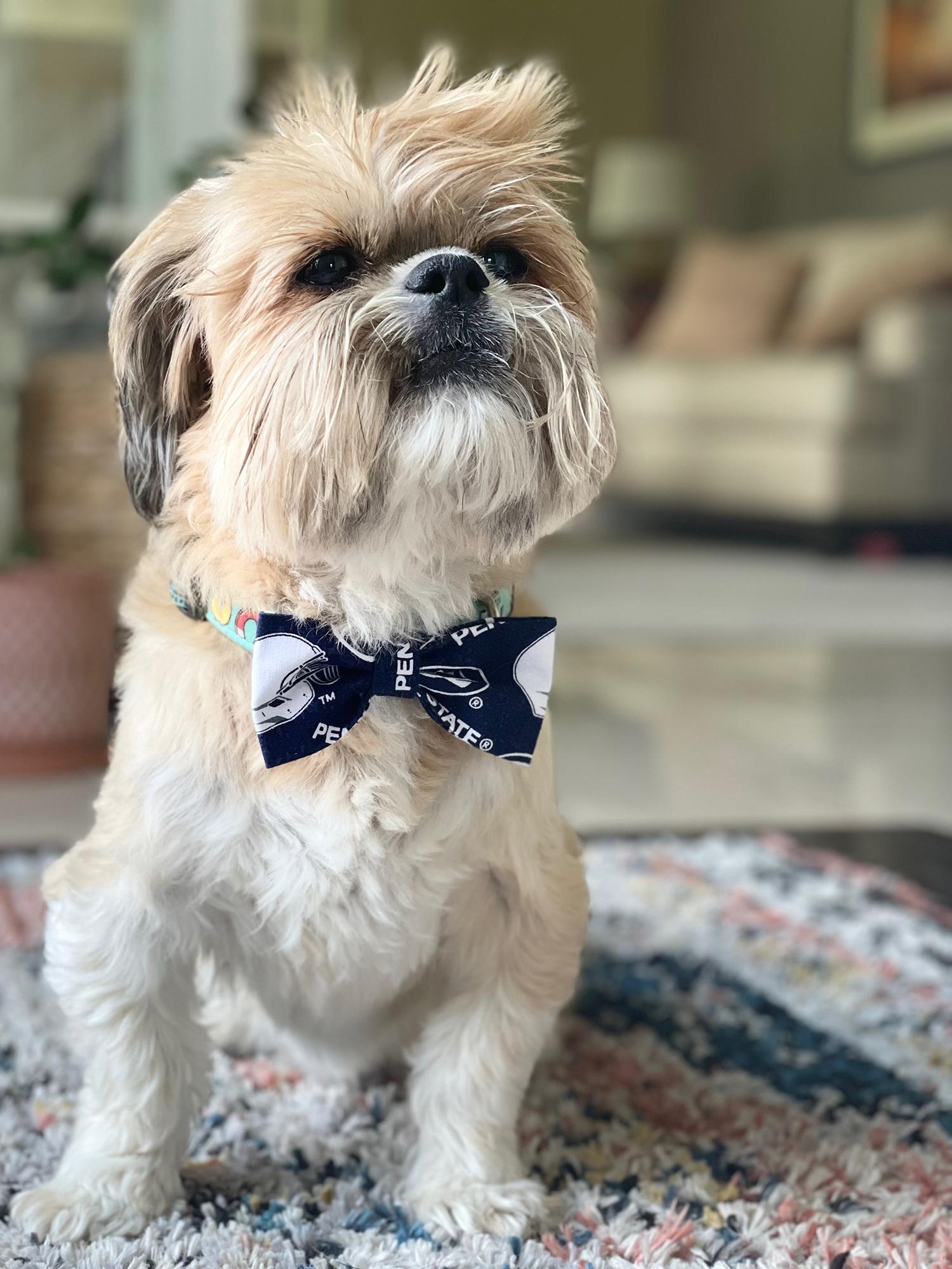 A small white dog wearing a Penn State bow tie