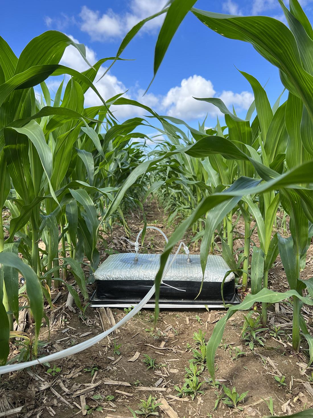 device, corn, blue sky 