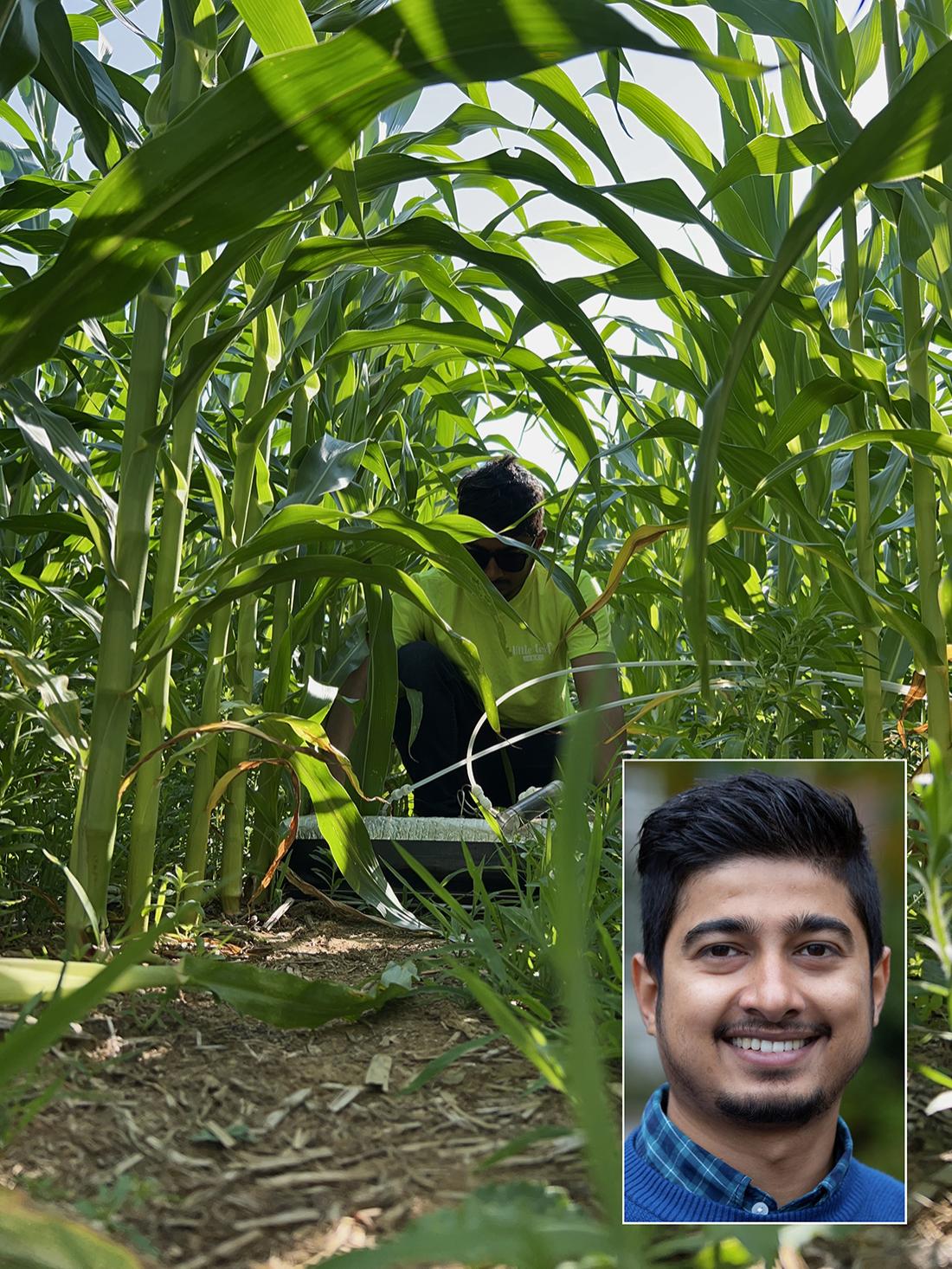 Person obscured by crops with an inset portrait of the person. 