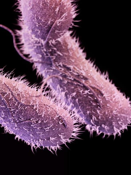 bacteria