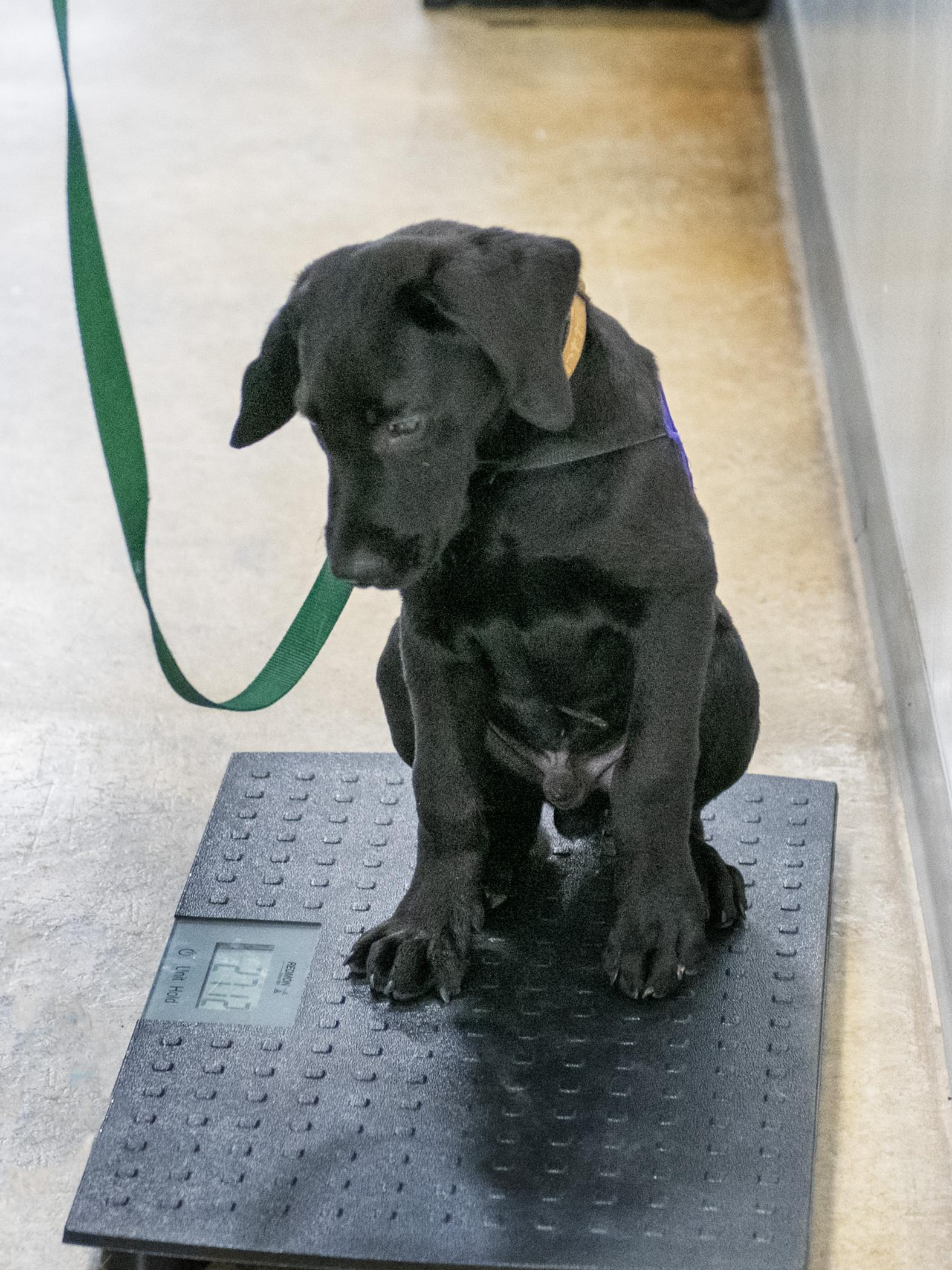 Hutch being weighed