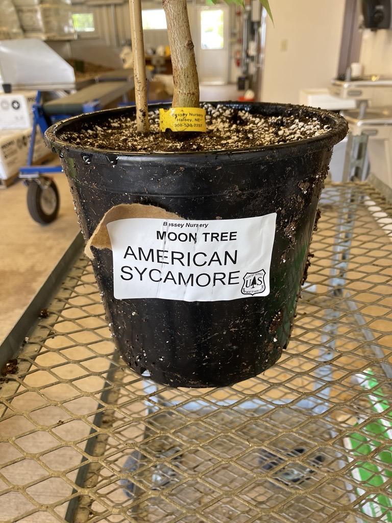 Label on pot reading "Moon Tree - American Sycamore"