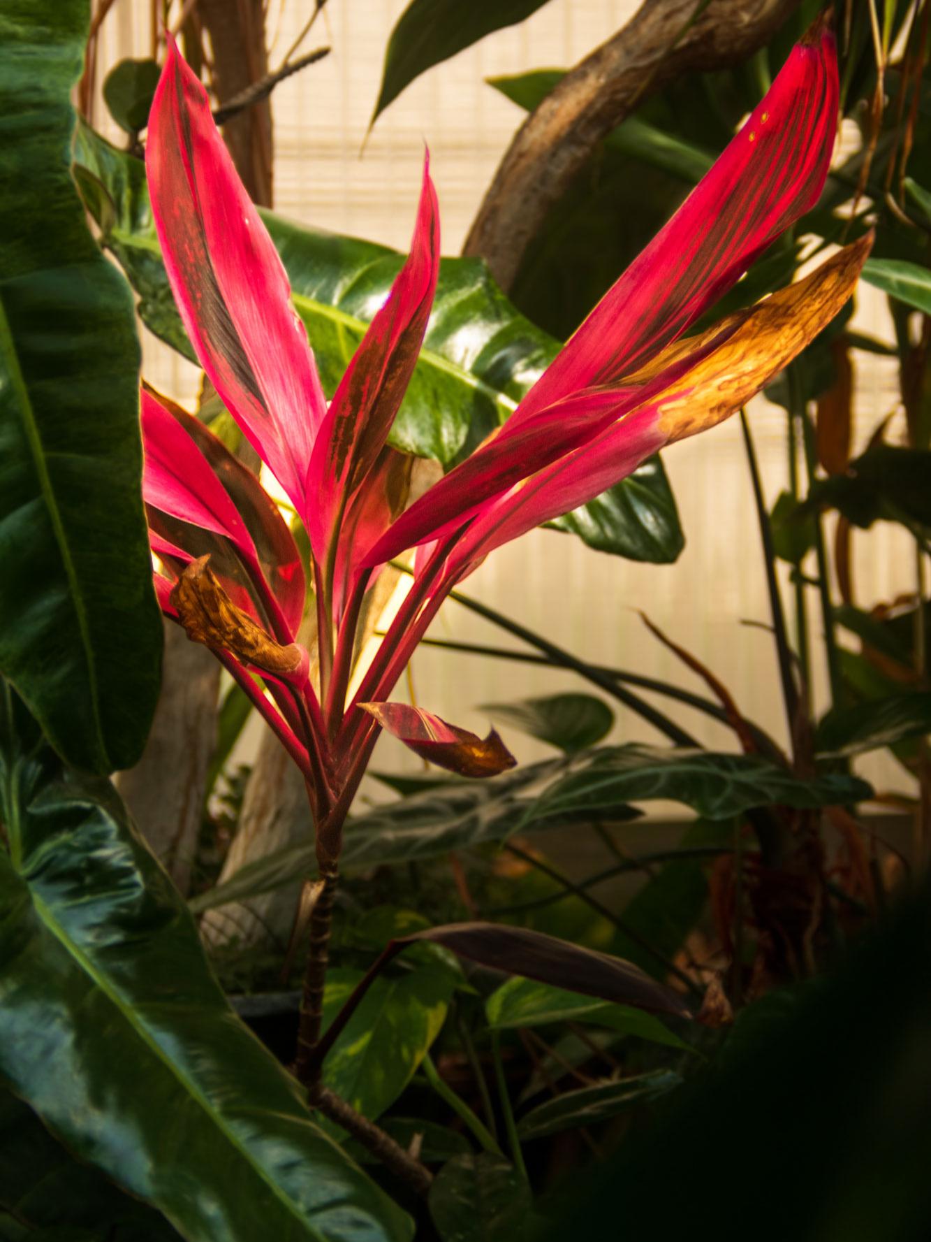 A close-up of a tropical flower