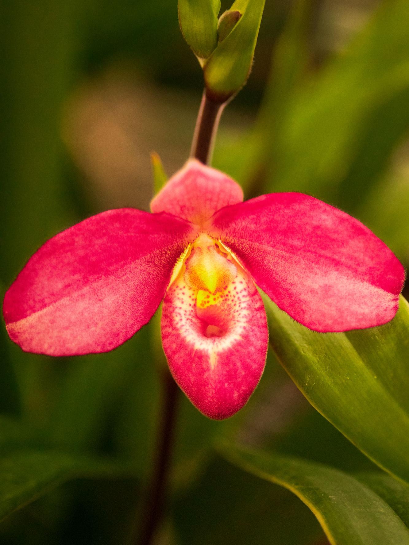 A close-up of a pink flower