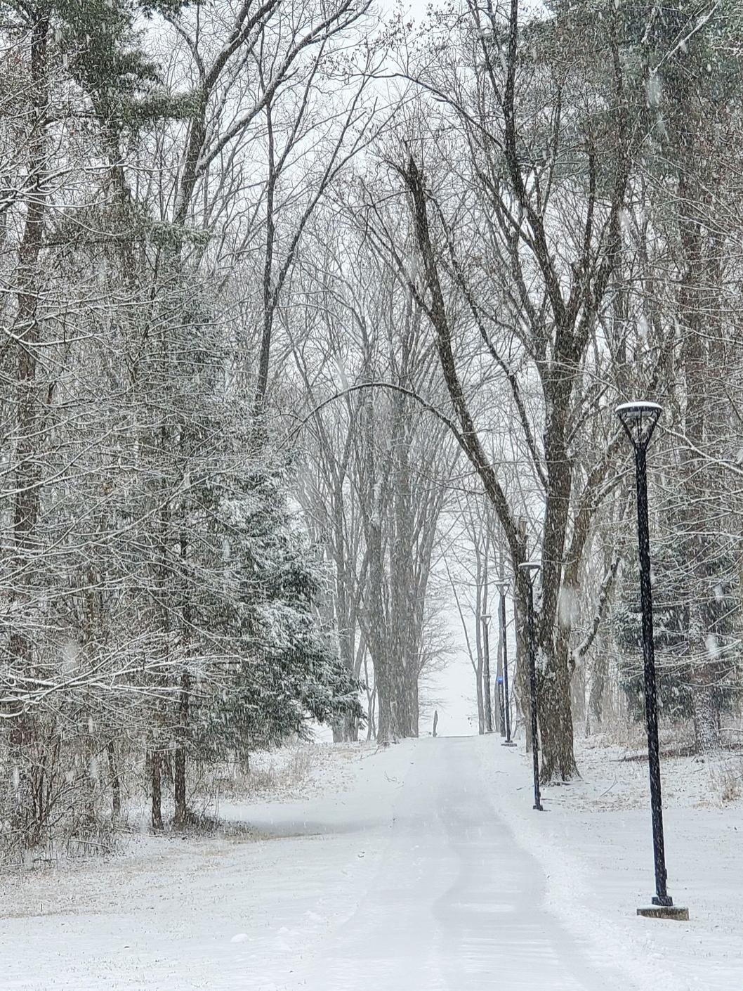 A snow covered path leads between snow covered trees