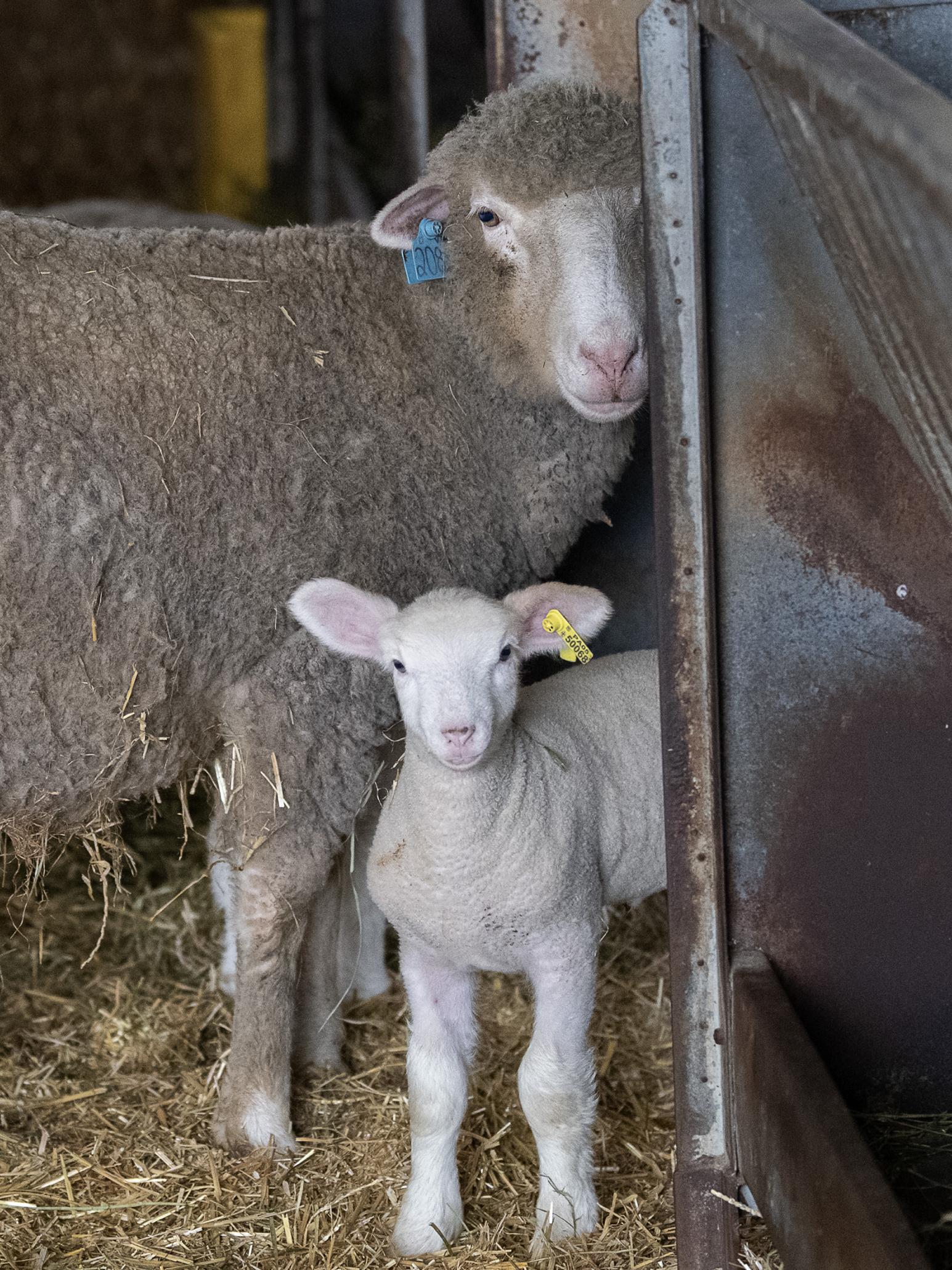 lambing season