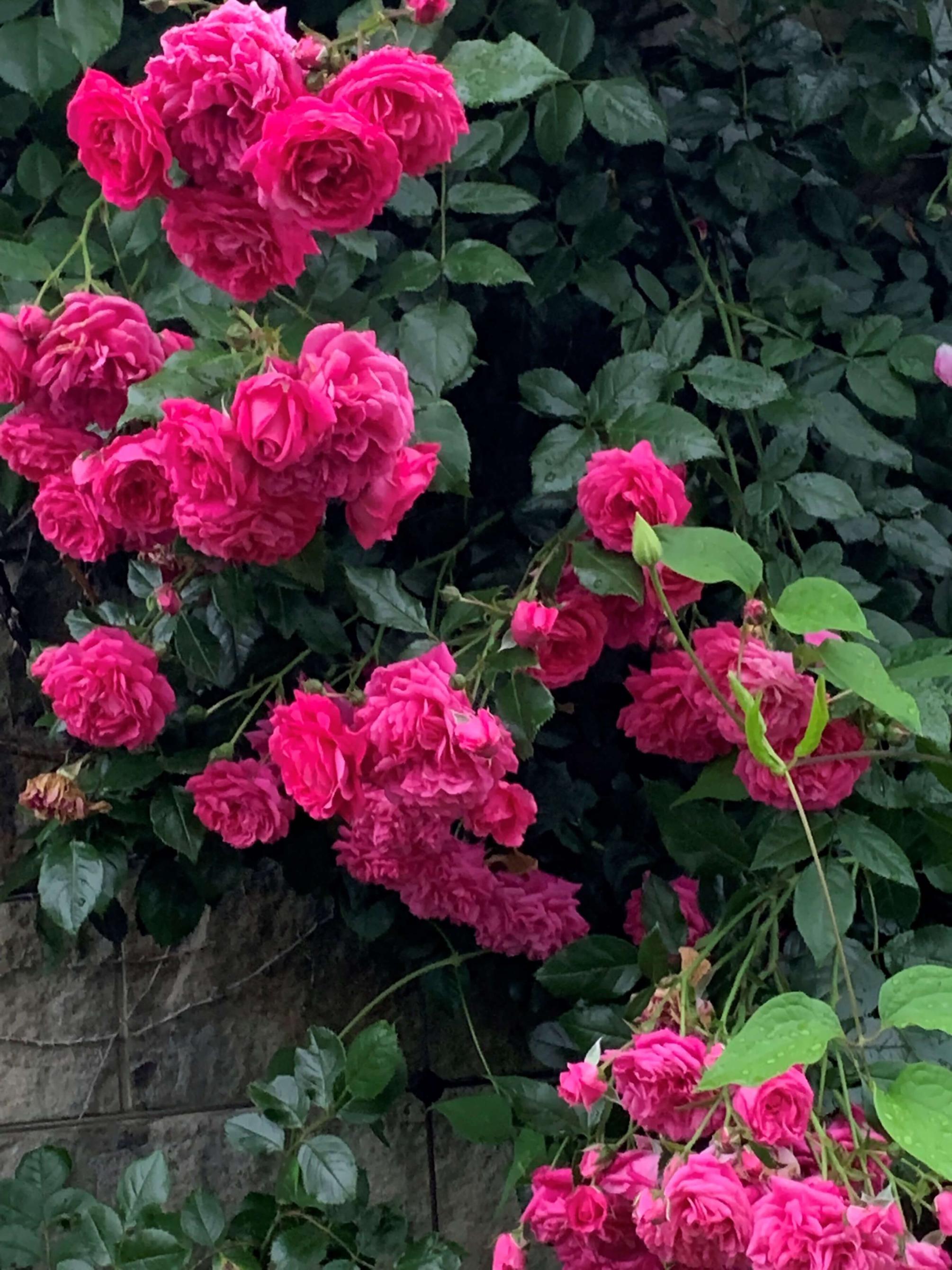 Hot pink roses in bloom in a garden.