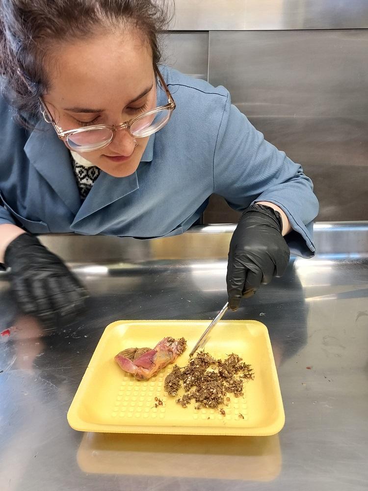 One health minor student working in lab