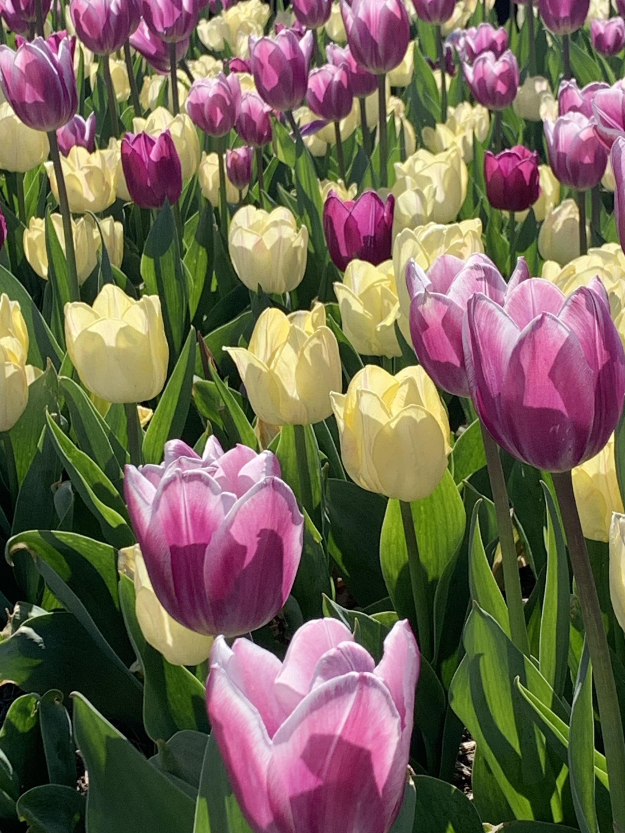 Pink and yellow tulips