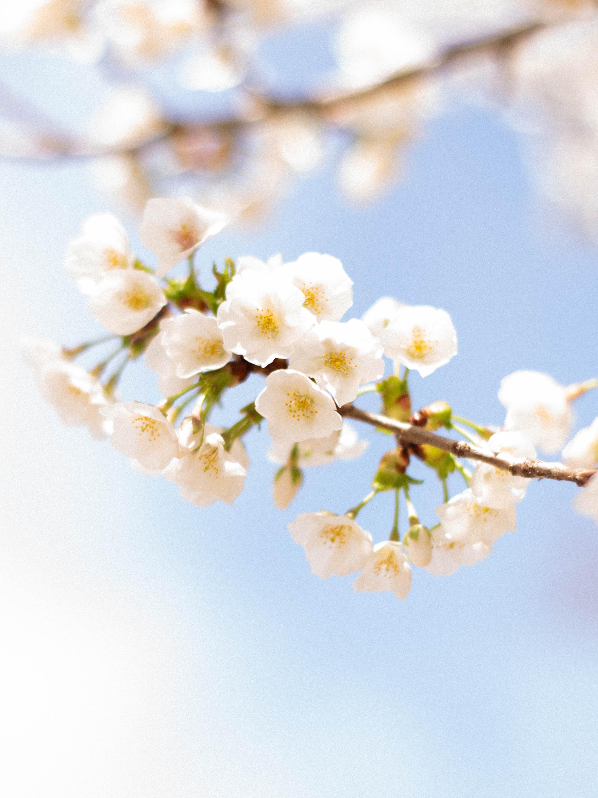 White buds on a tree limb against a bright blue sky