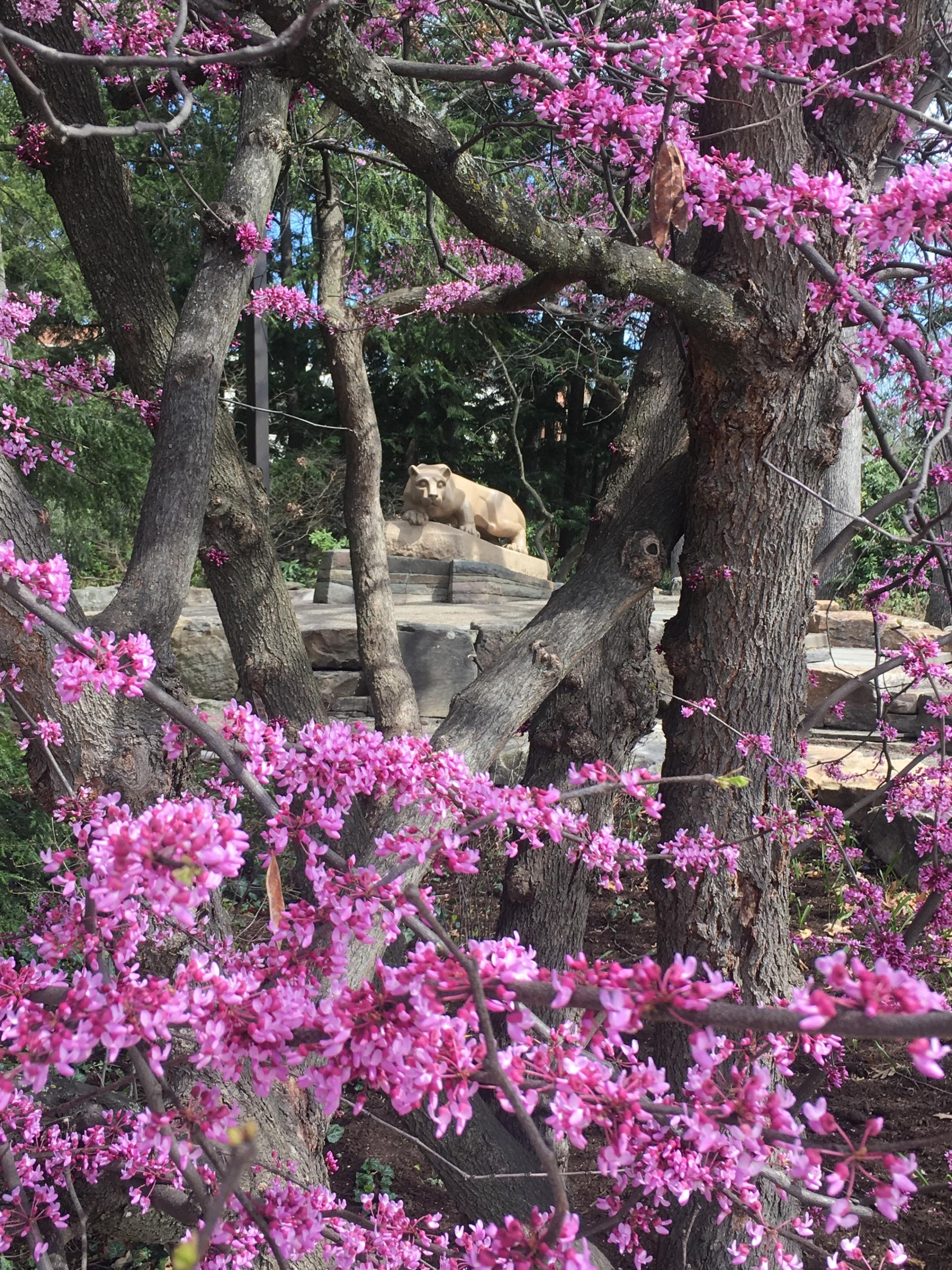The Nittany Lion shrine framed by pink redbud limbs