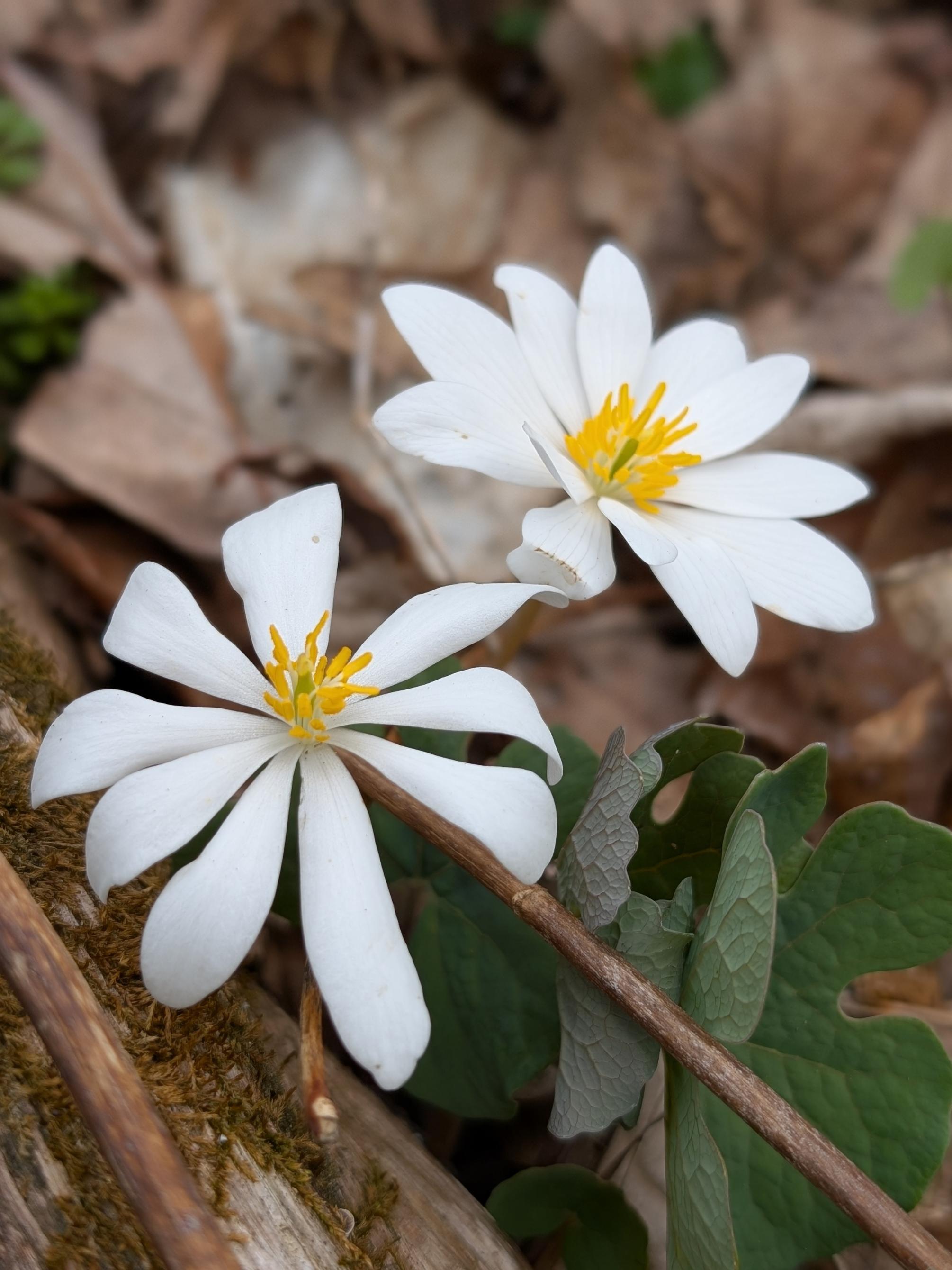 A close up of two white flowers
