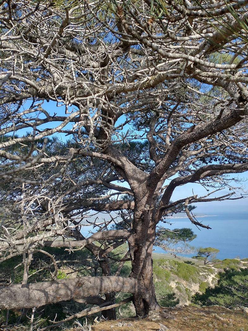 gnarly old tree