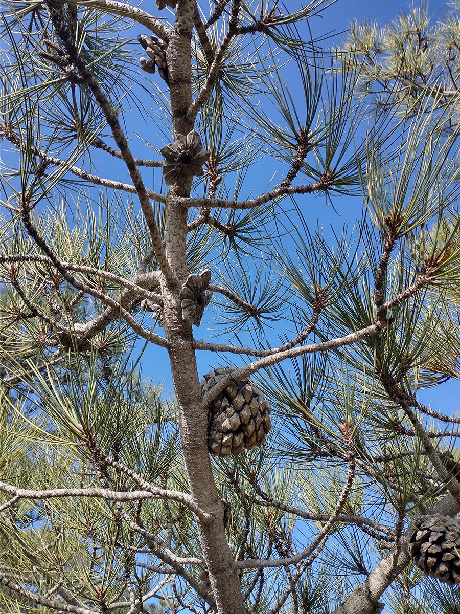 tree branches close