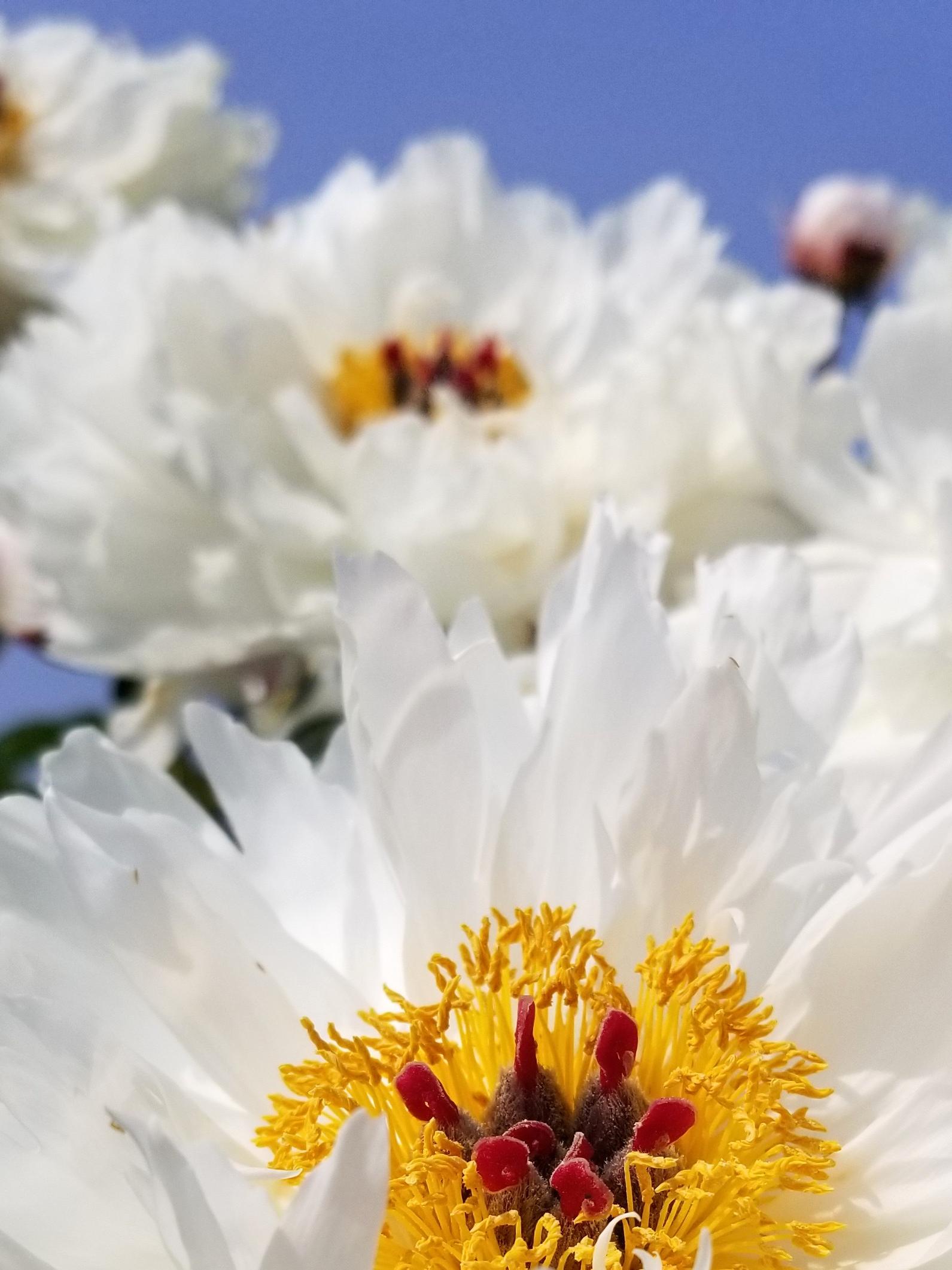 A closeup of white flowers with yellow centers, with a blue sky in the background