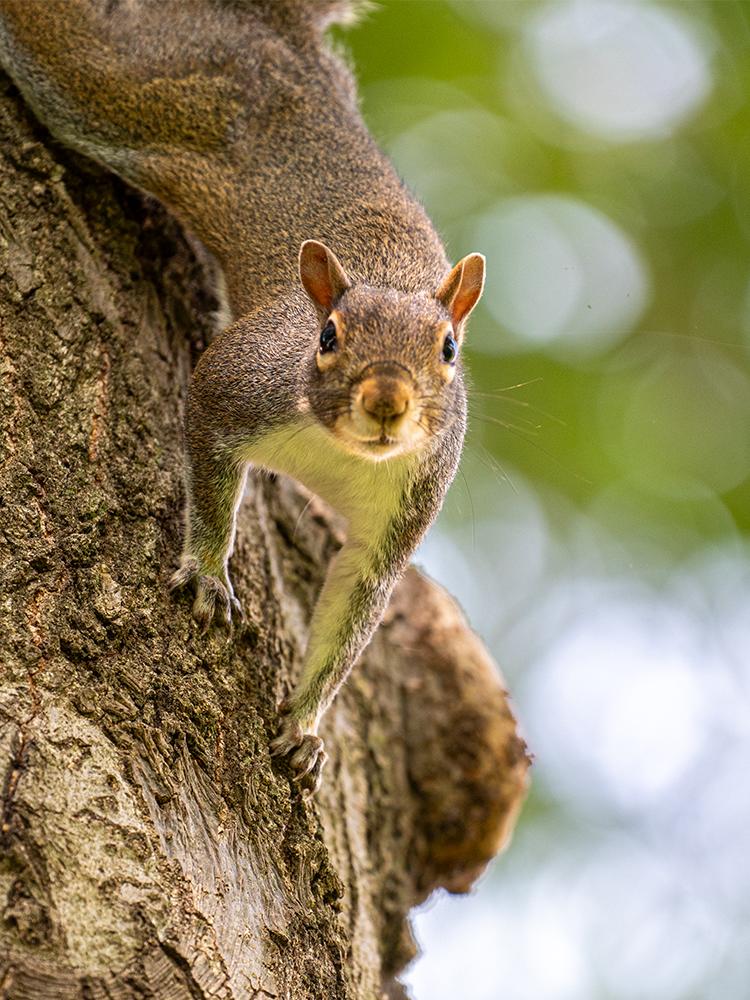 A squirrel crawling down a tree stops to look at the camera