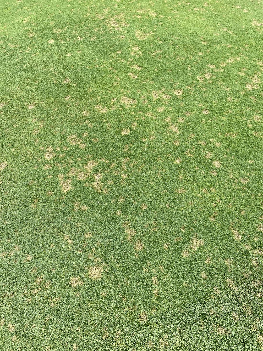 turfgrass disease