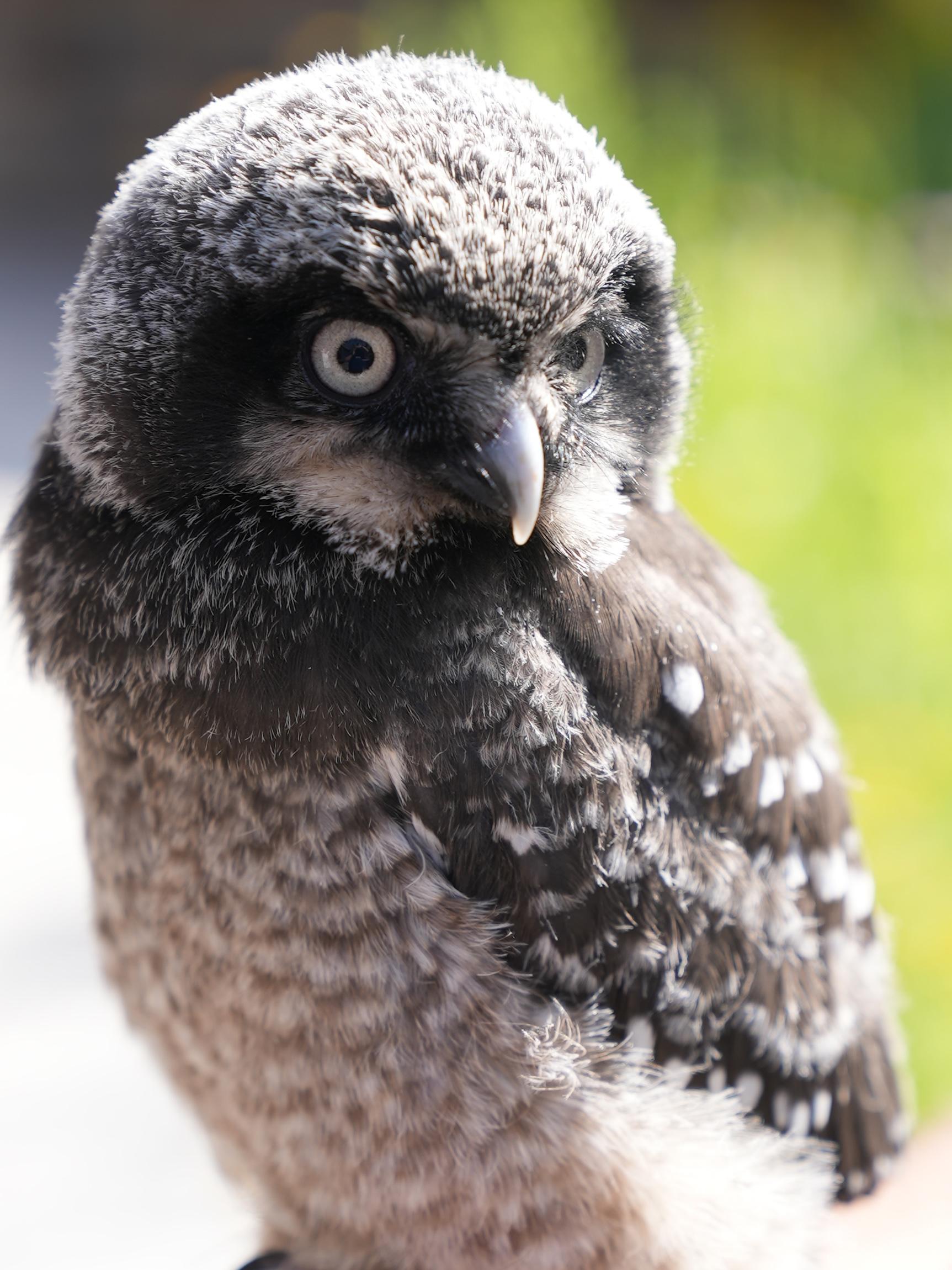 Pip Hawk OWL